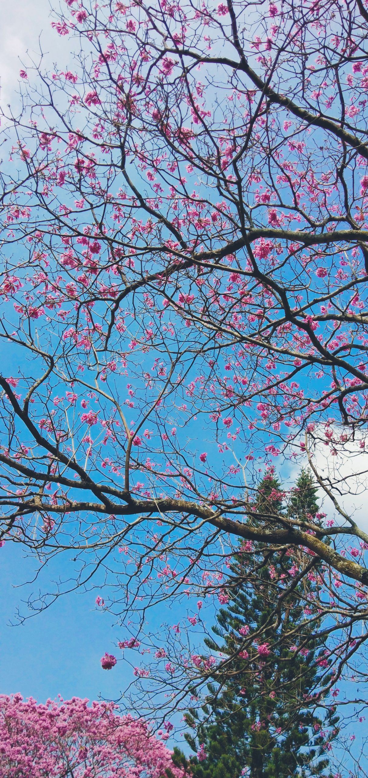 Tree with flowers