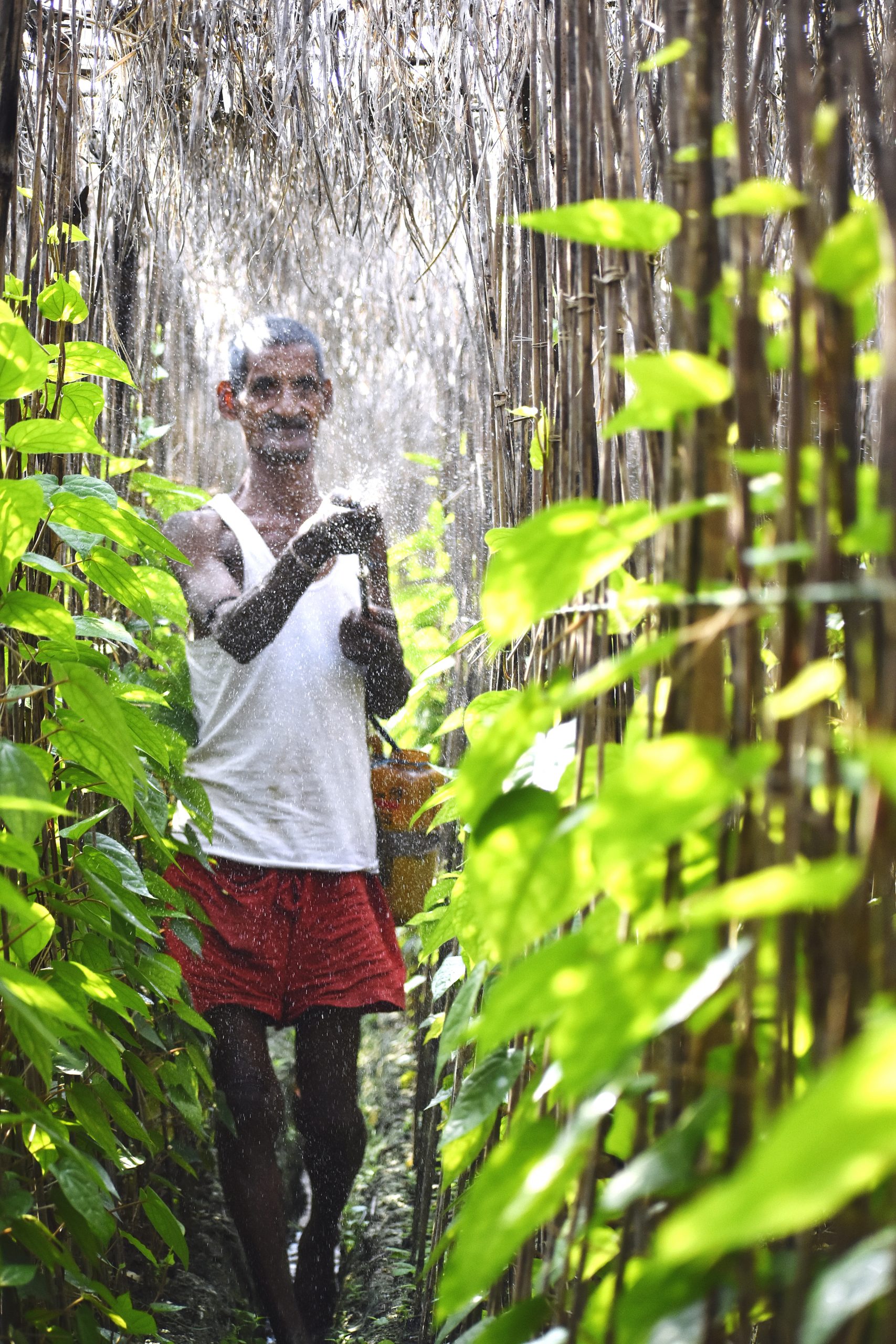 Cultivation of betel leaf