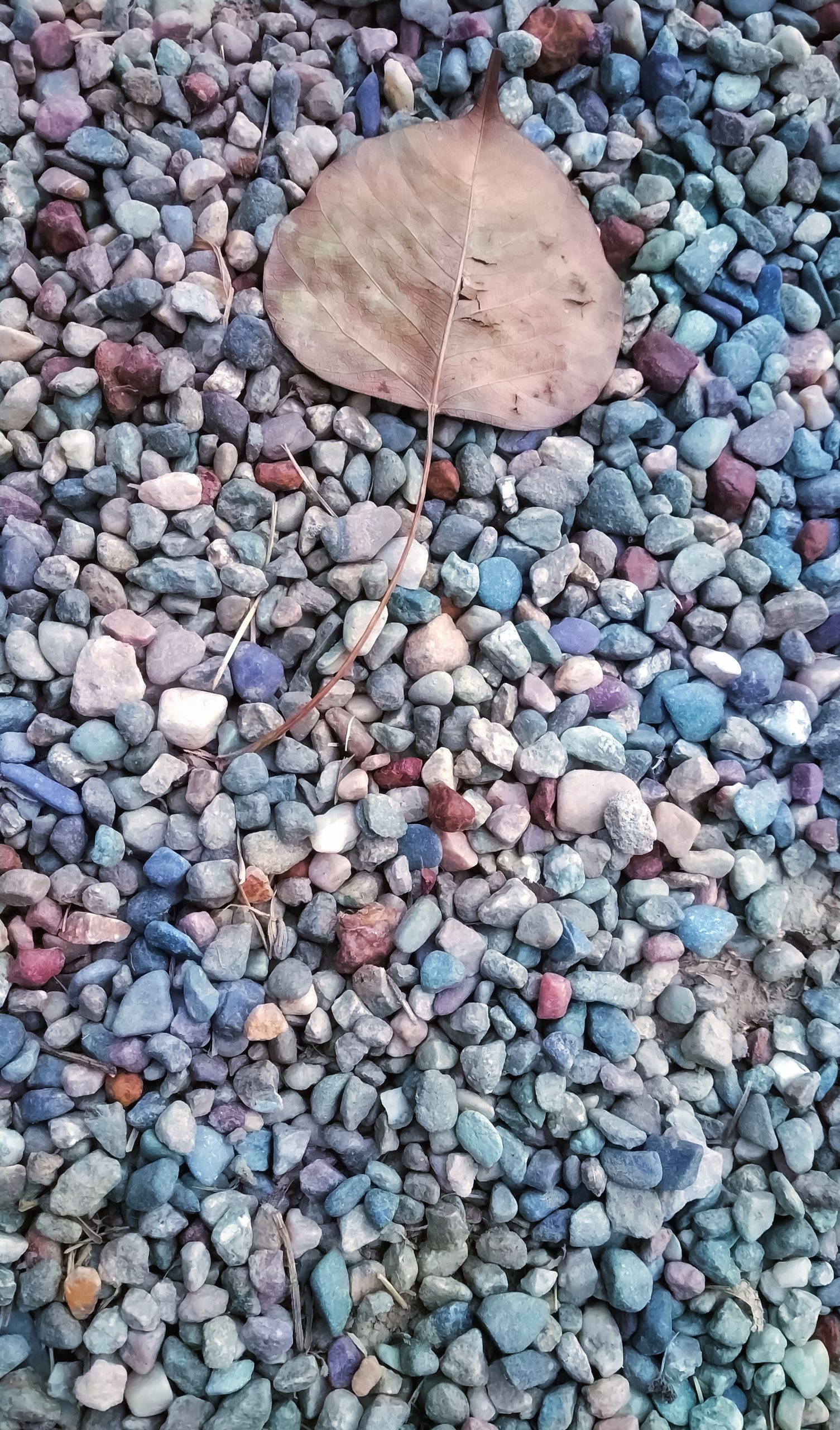 leaf on pebbles