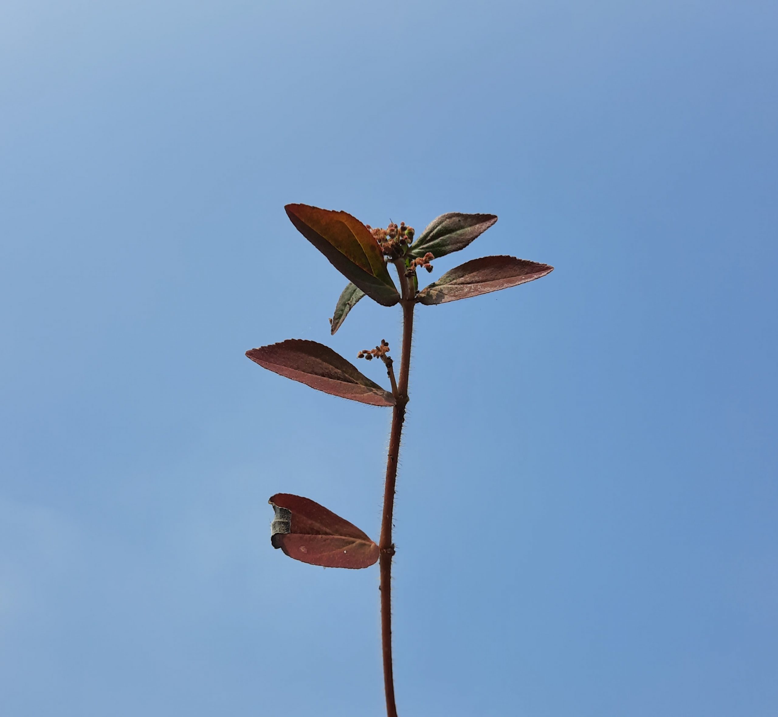 leaf of a plant