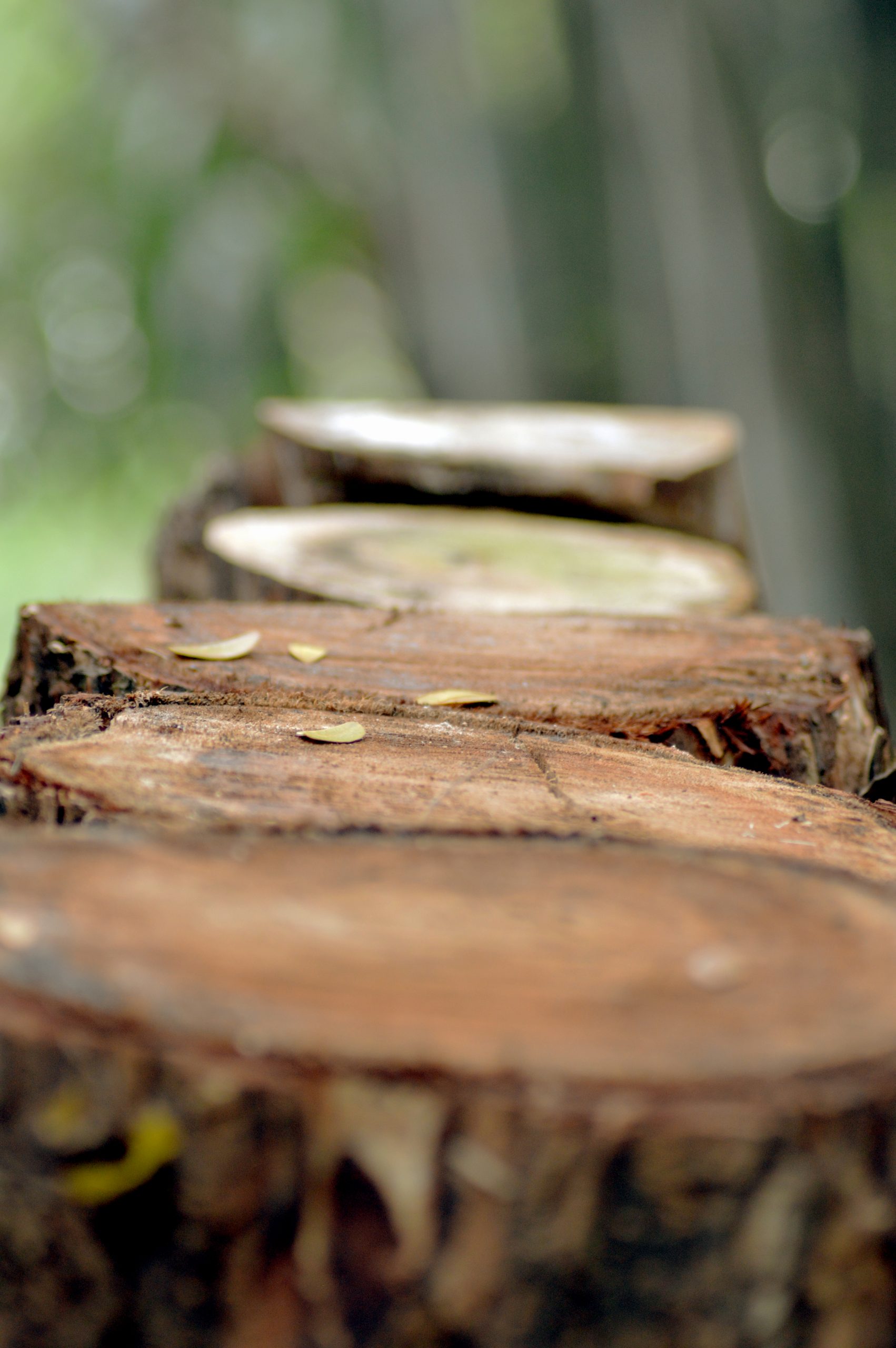 Tree stumps in a row