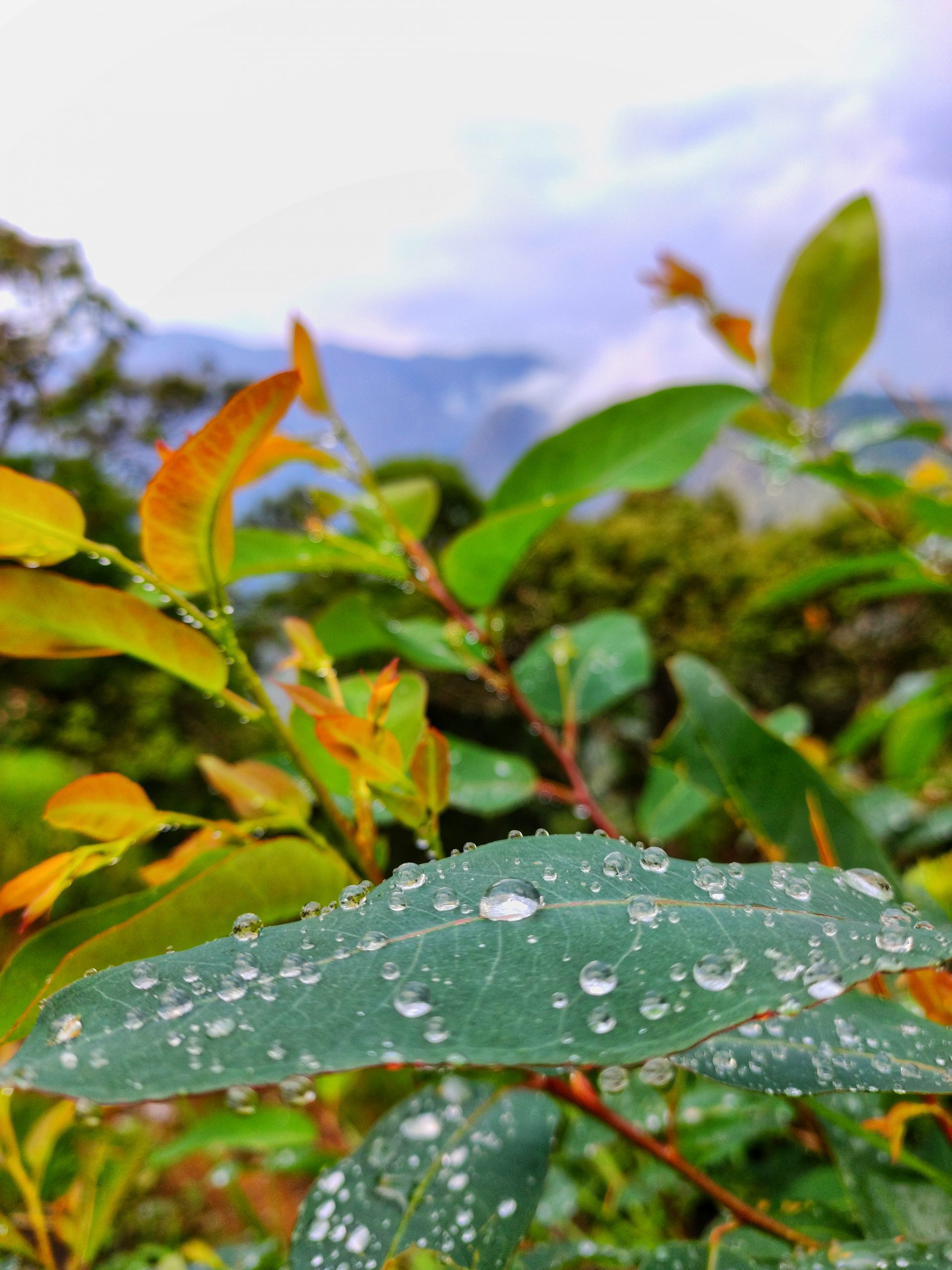 Water drops on leaf