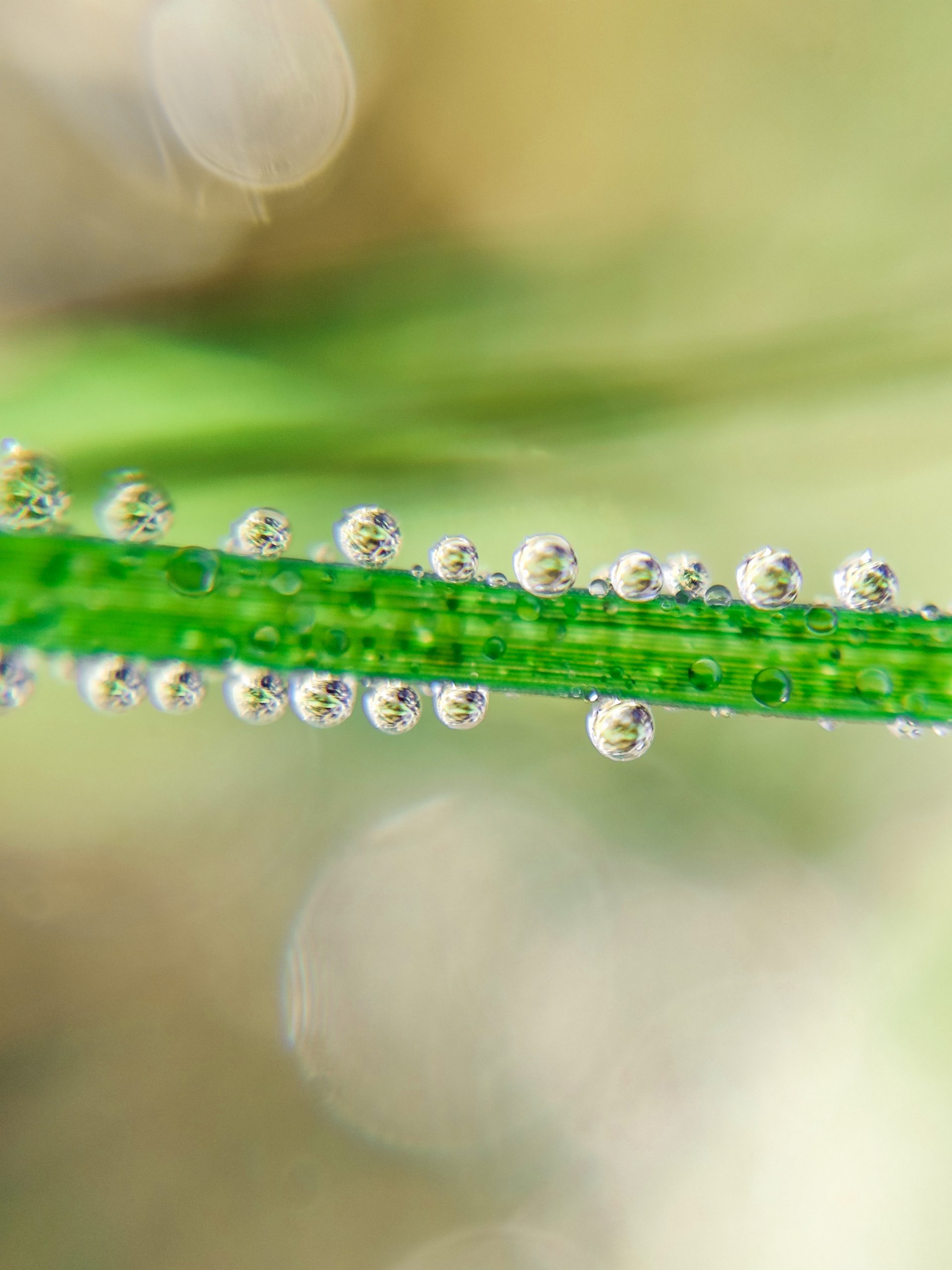Dew drops on a grass leaf