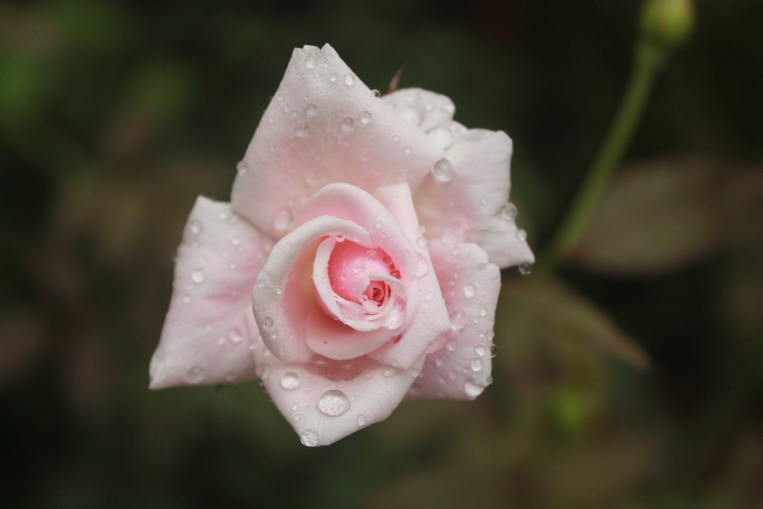 Dew on Pink Rose