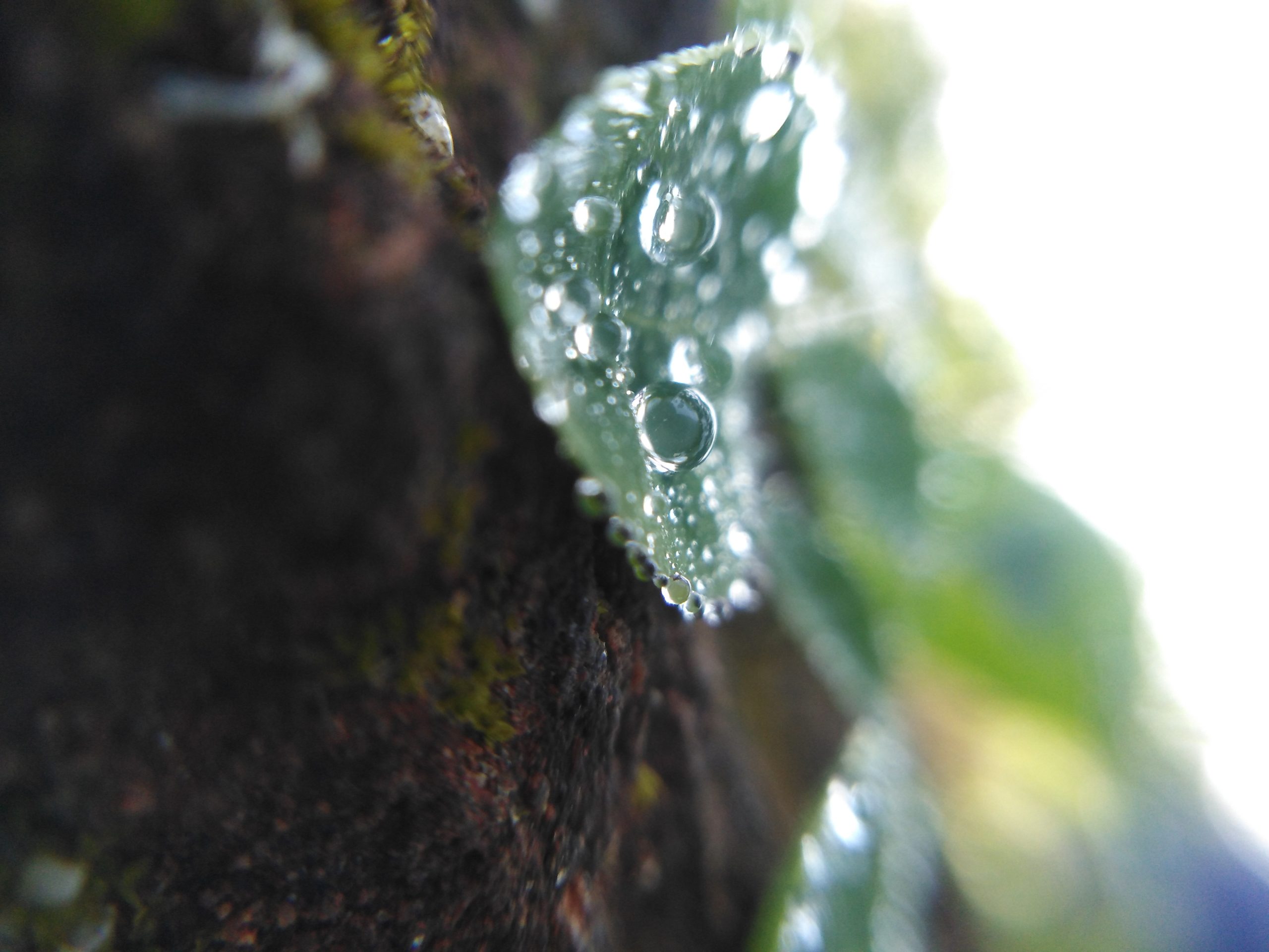 Water drops on leaf