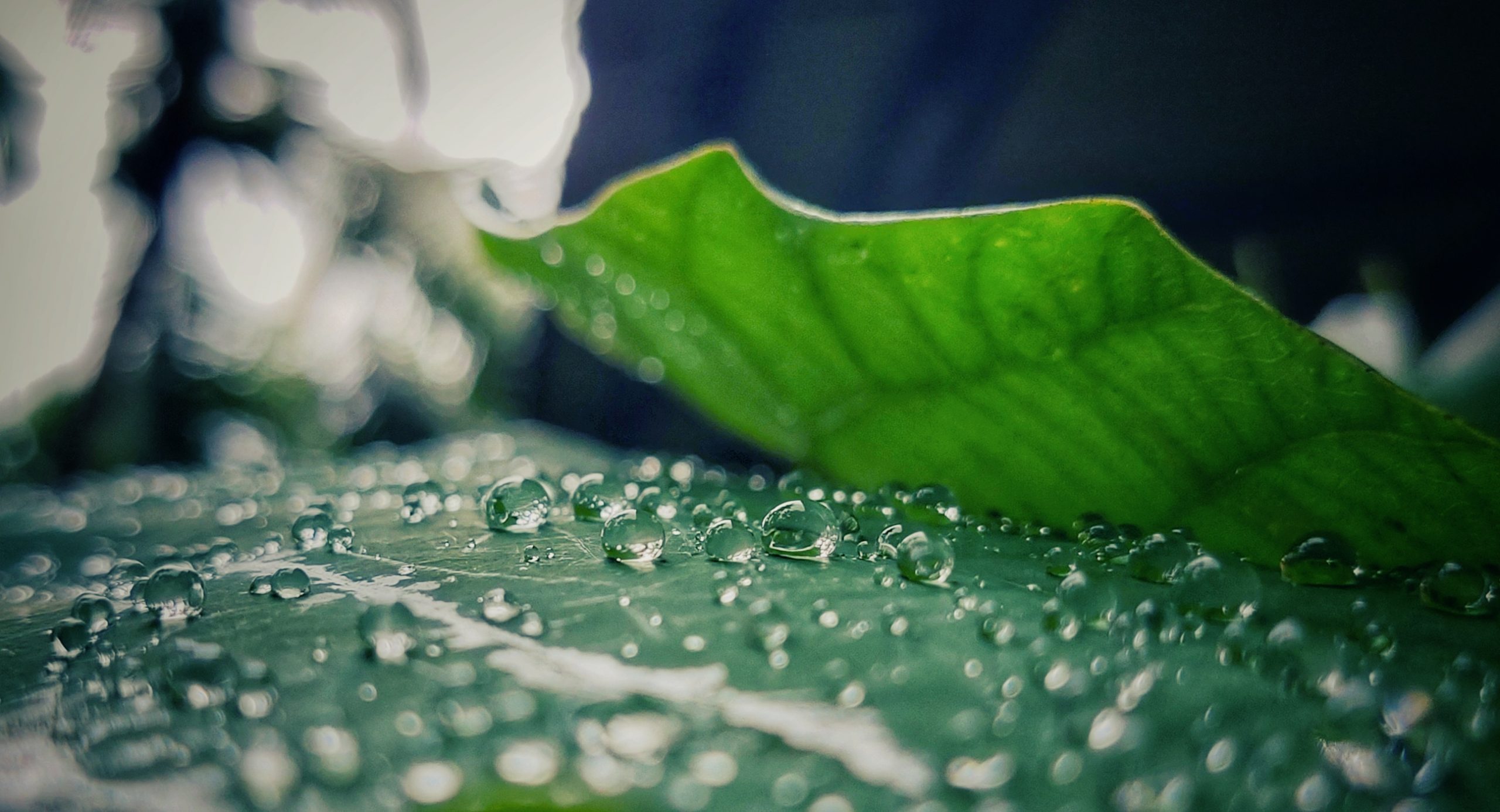 Dewdrops on a leaf