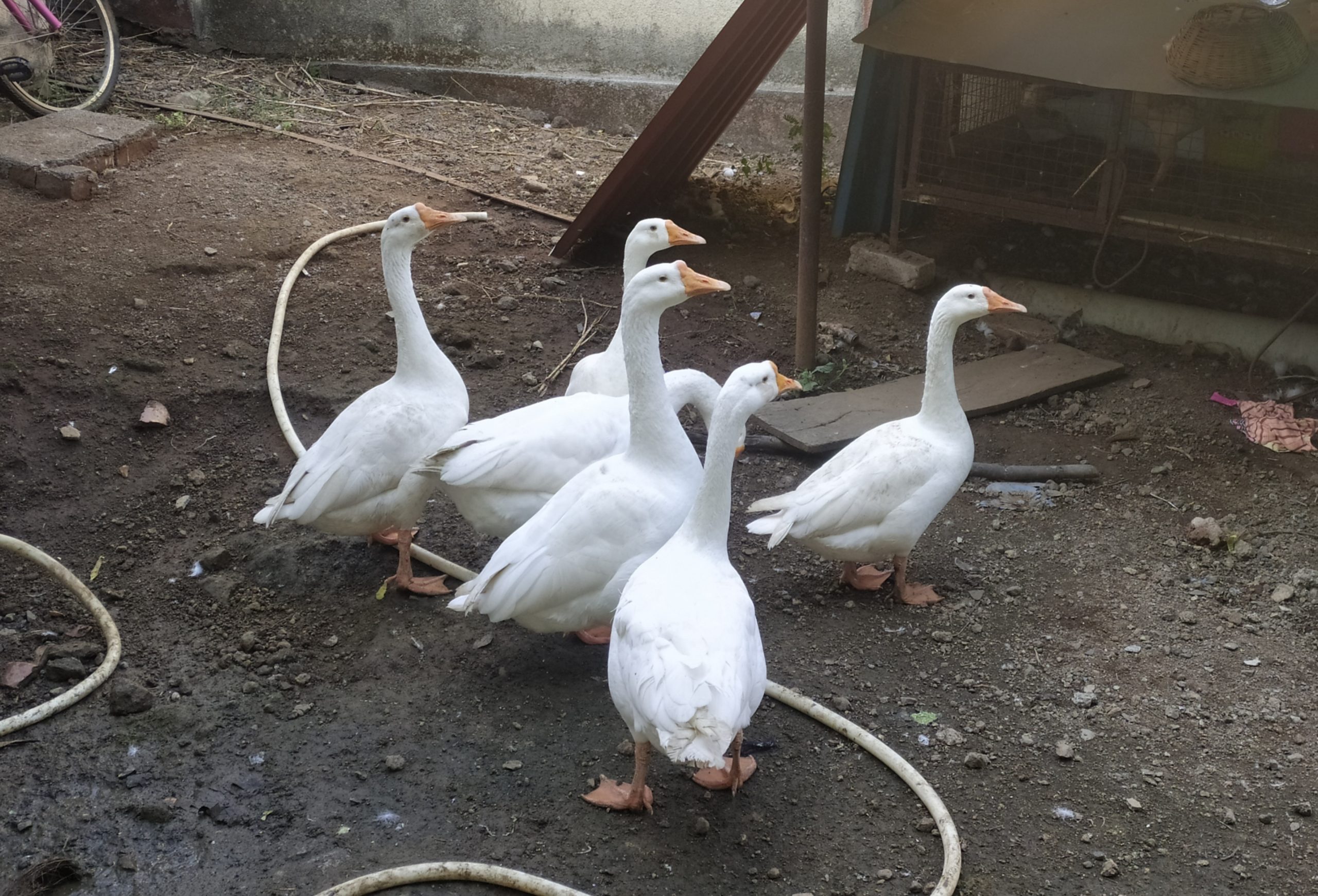A flock of ducks