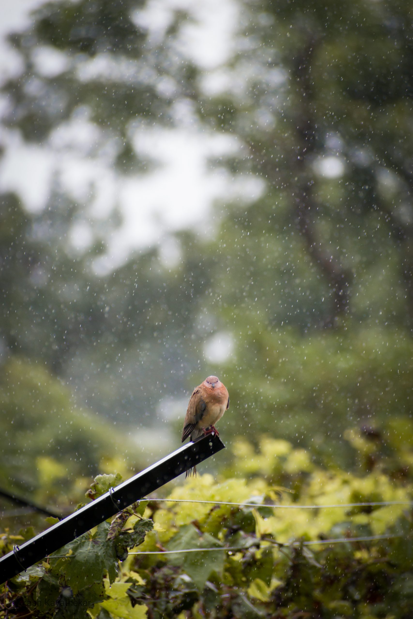 Tiny Dove in Rain