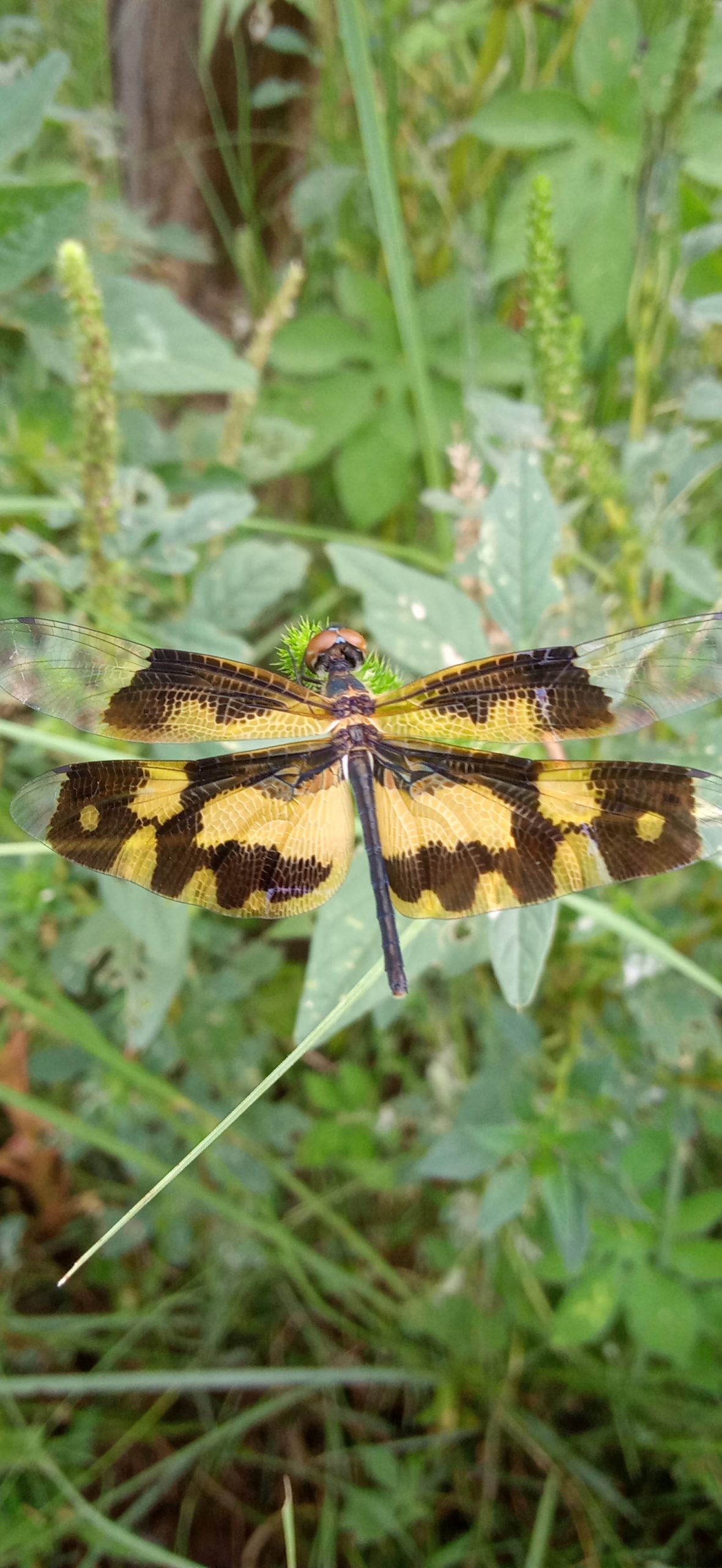 Dragonfly on leaf