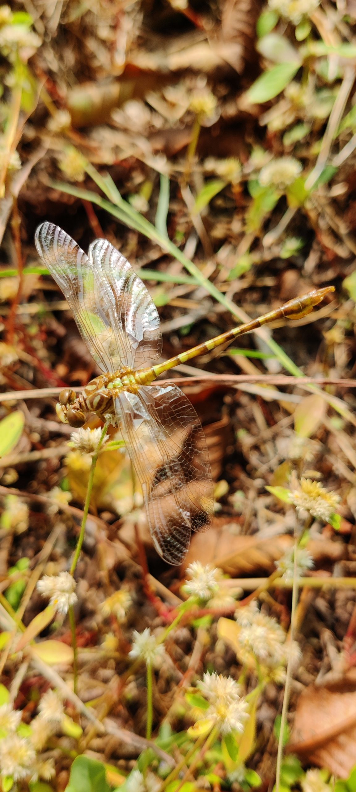 dragonfly on a twig