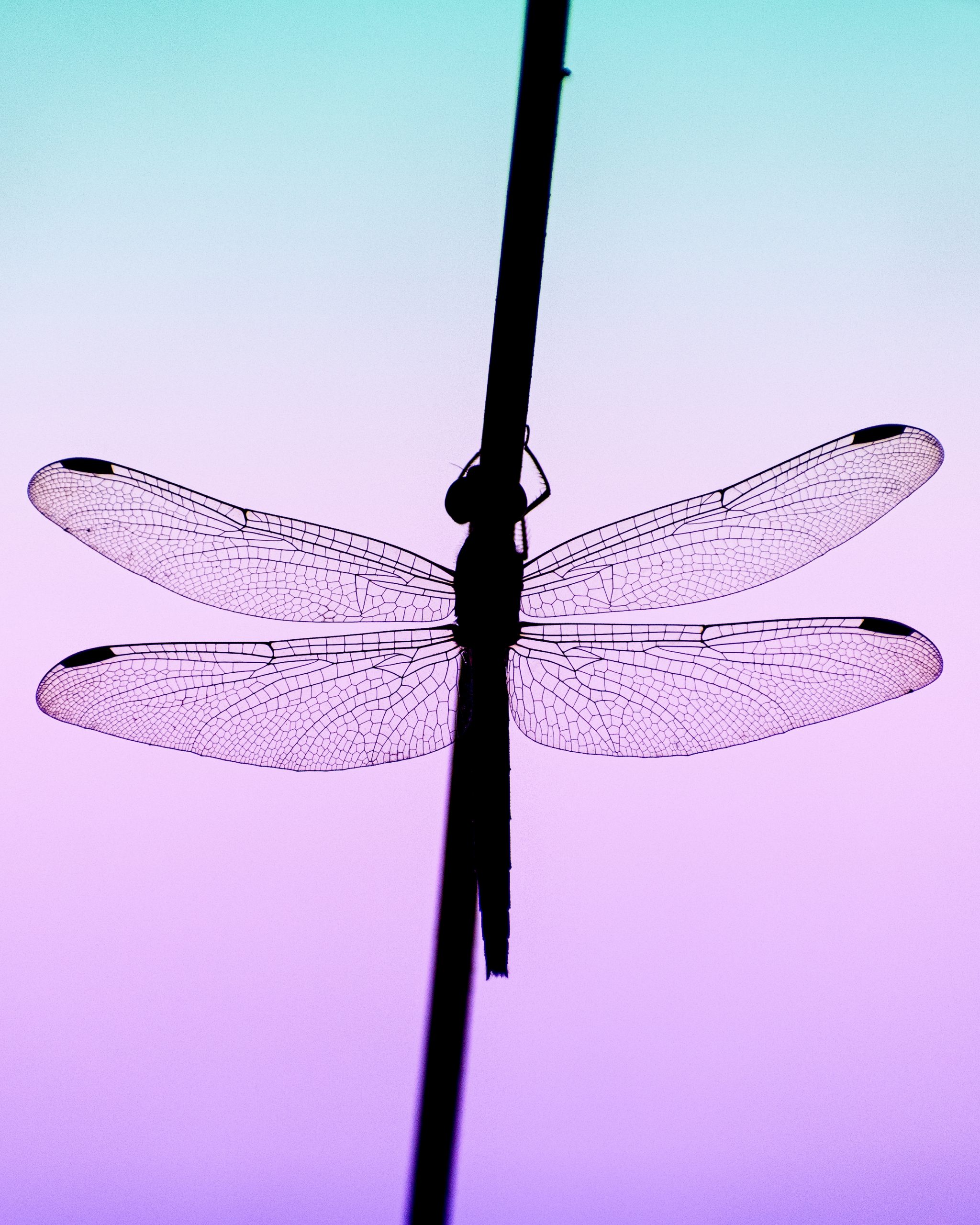 Dragonfly sitting on a stem