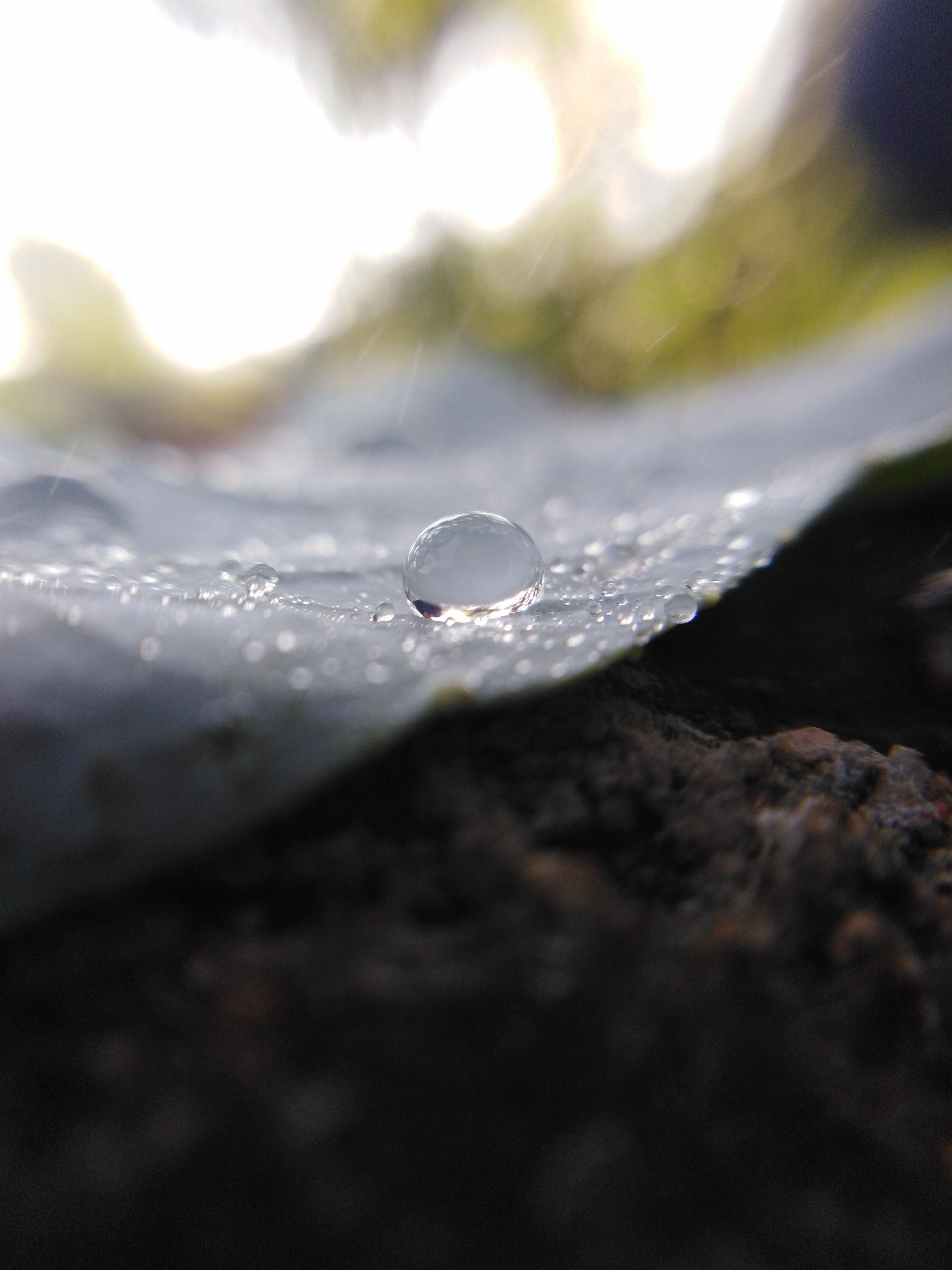 Moisture on a leaf