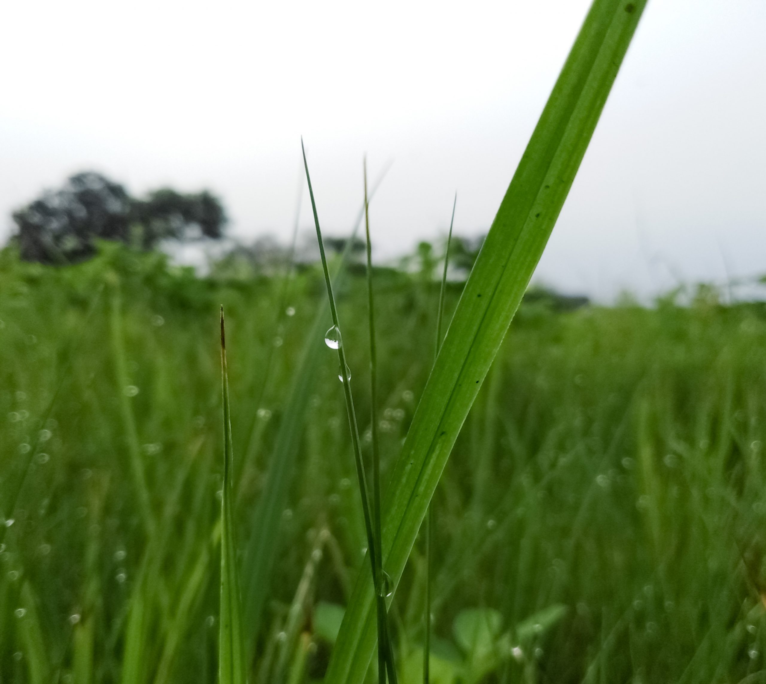 Water drop on leaf