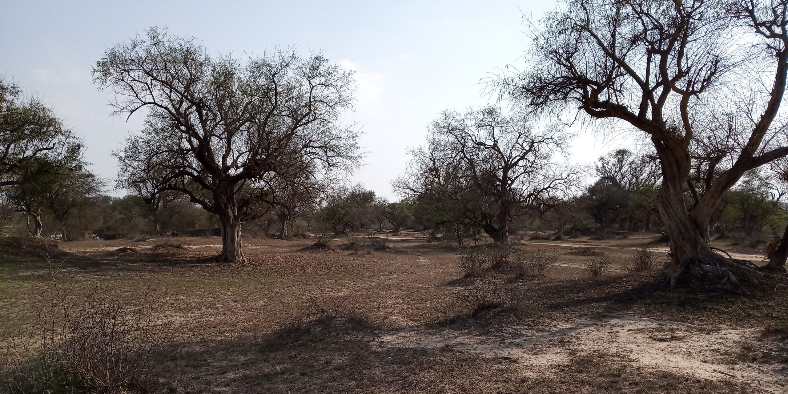 Dry forest
