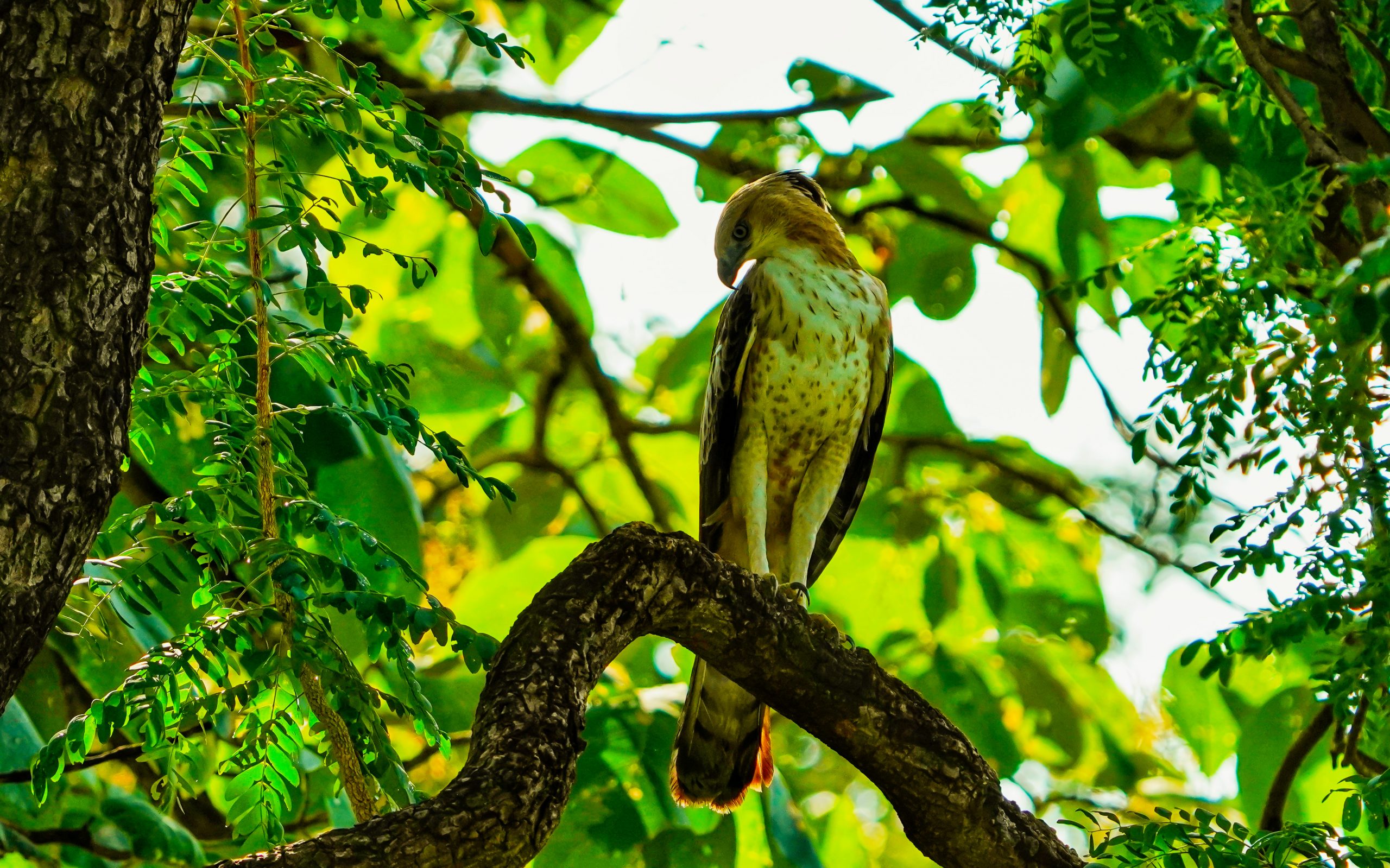 Bird sitting on tree