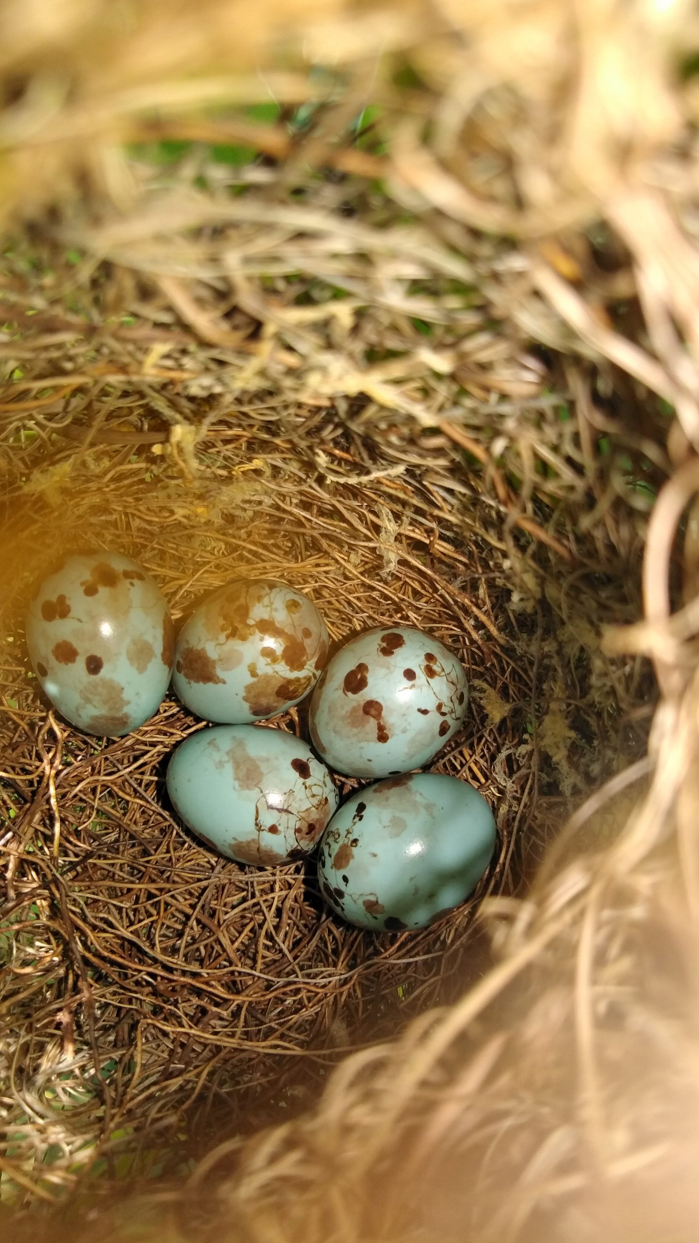 Identify blue bird eggs
