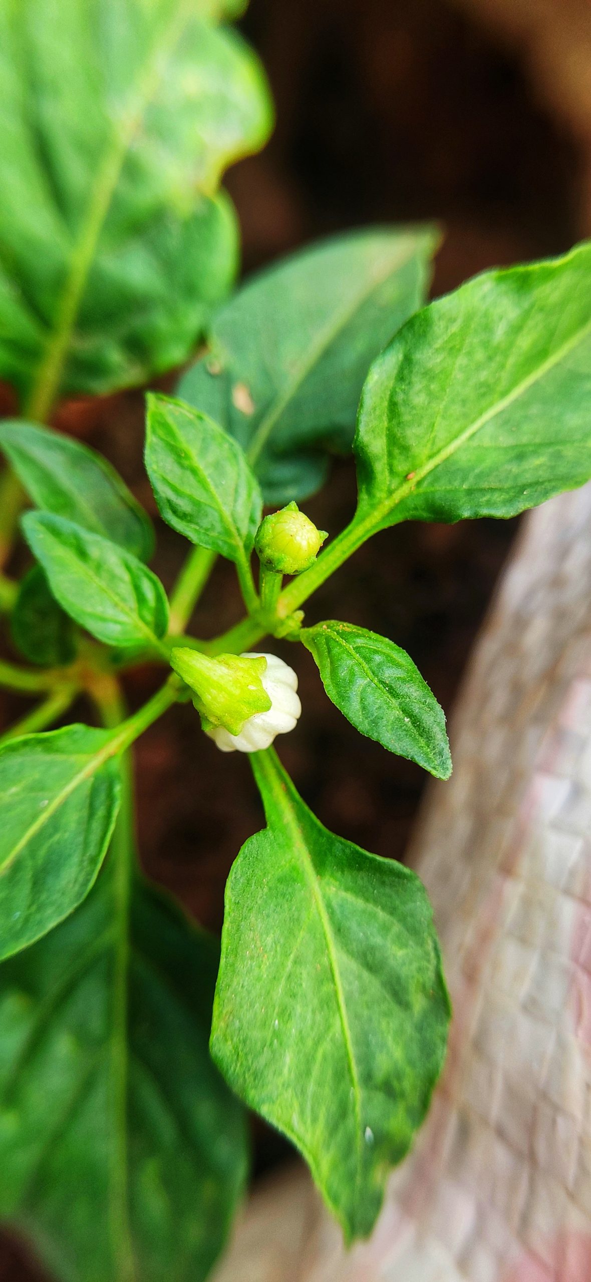 Buds of a flower plant
