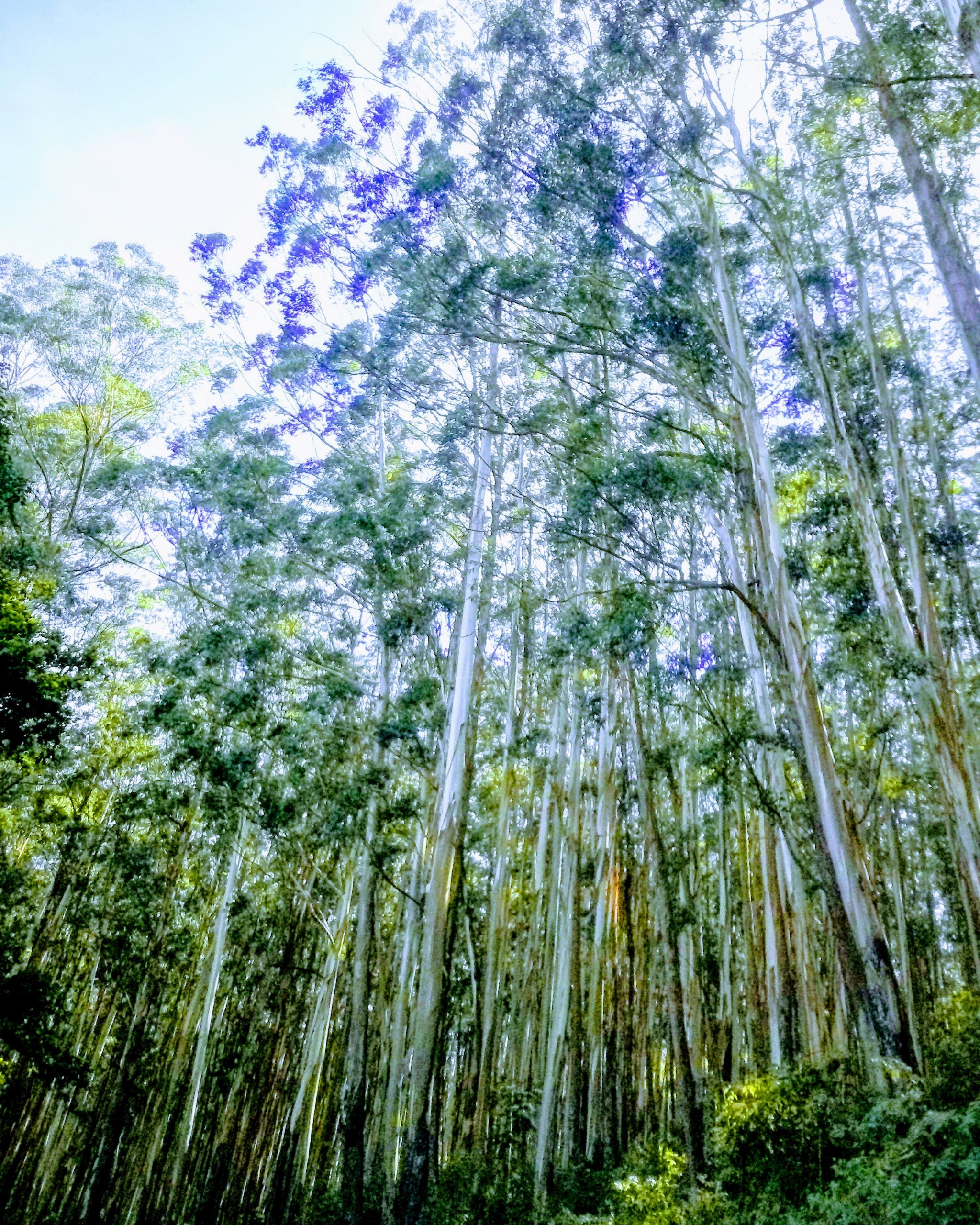 Eucalyptus tree landscape