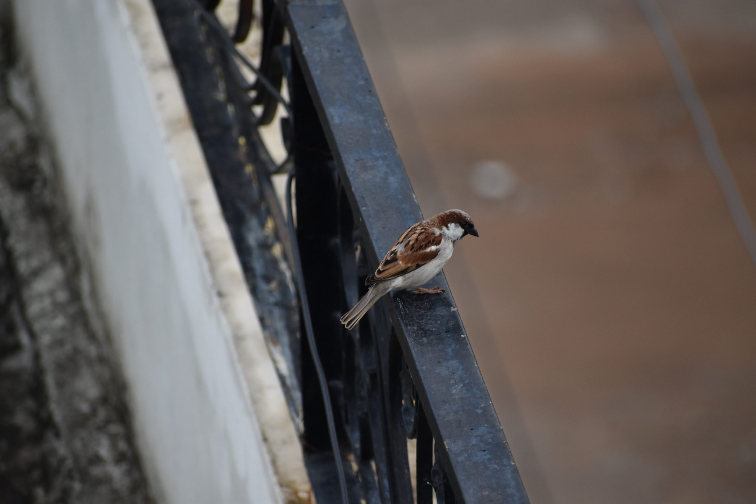 bird on a railing