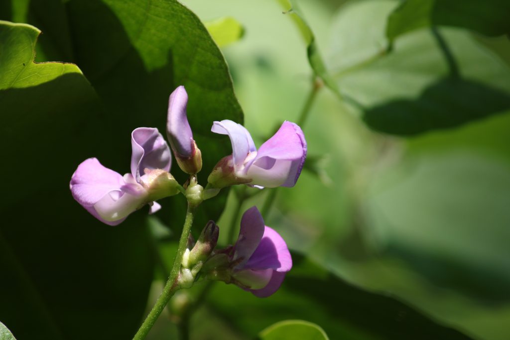 Is A Flowering Plant A Producer