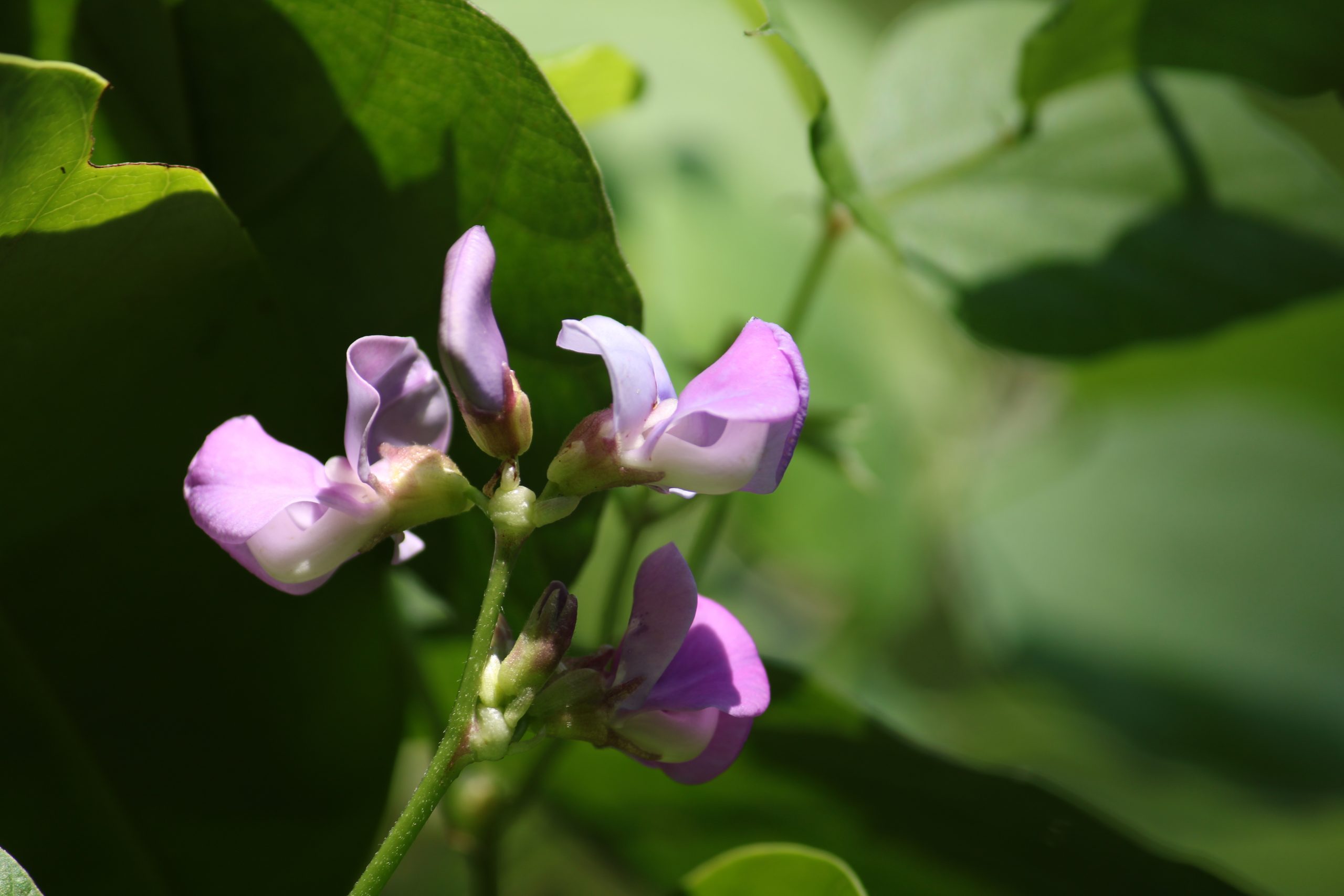 A flowering plant