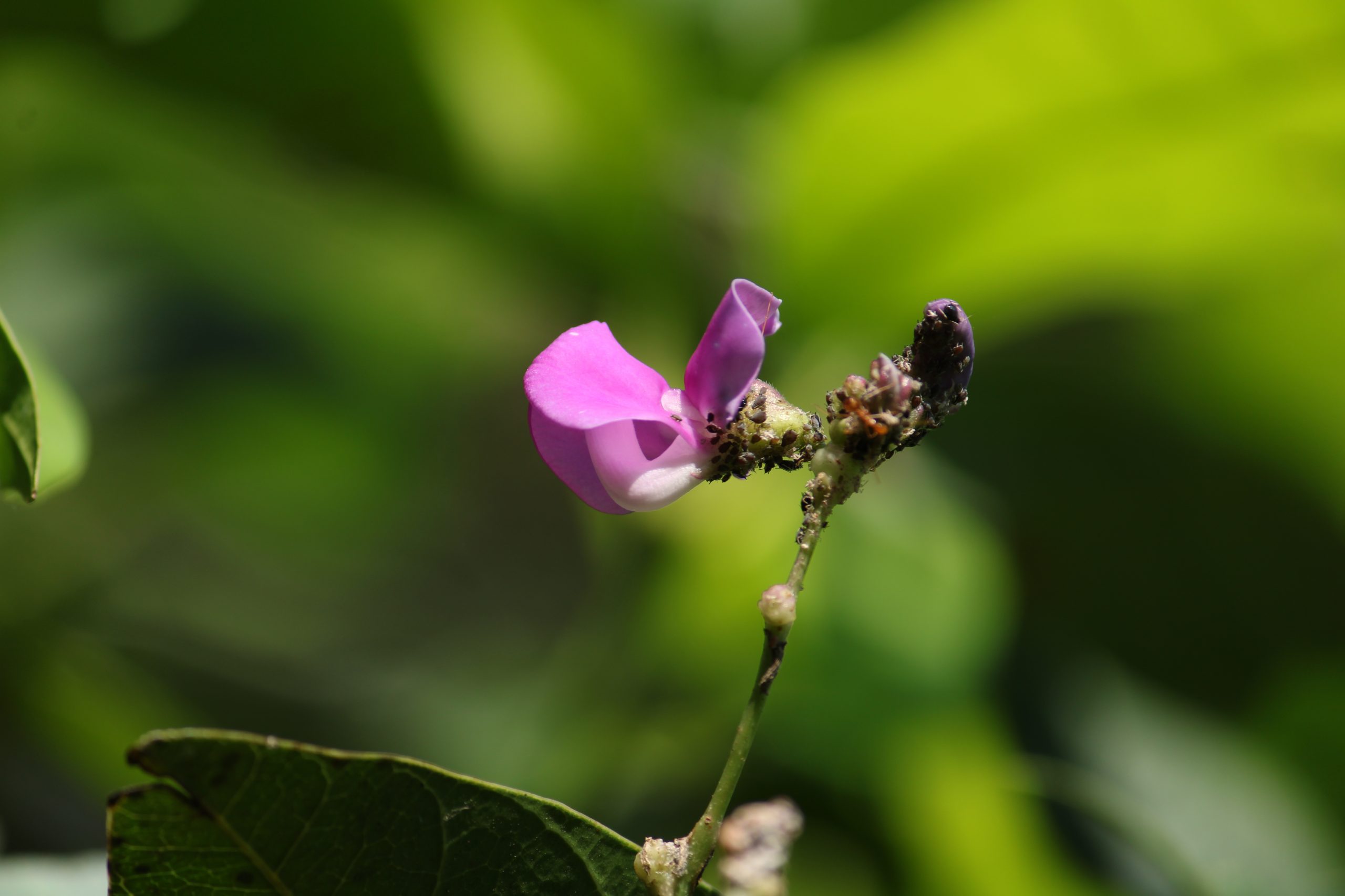 A flower