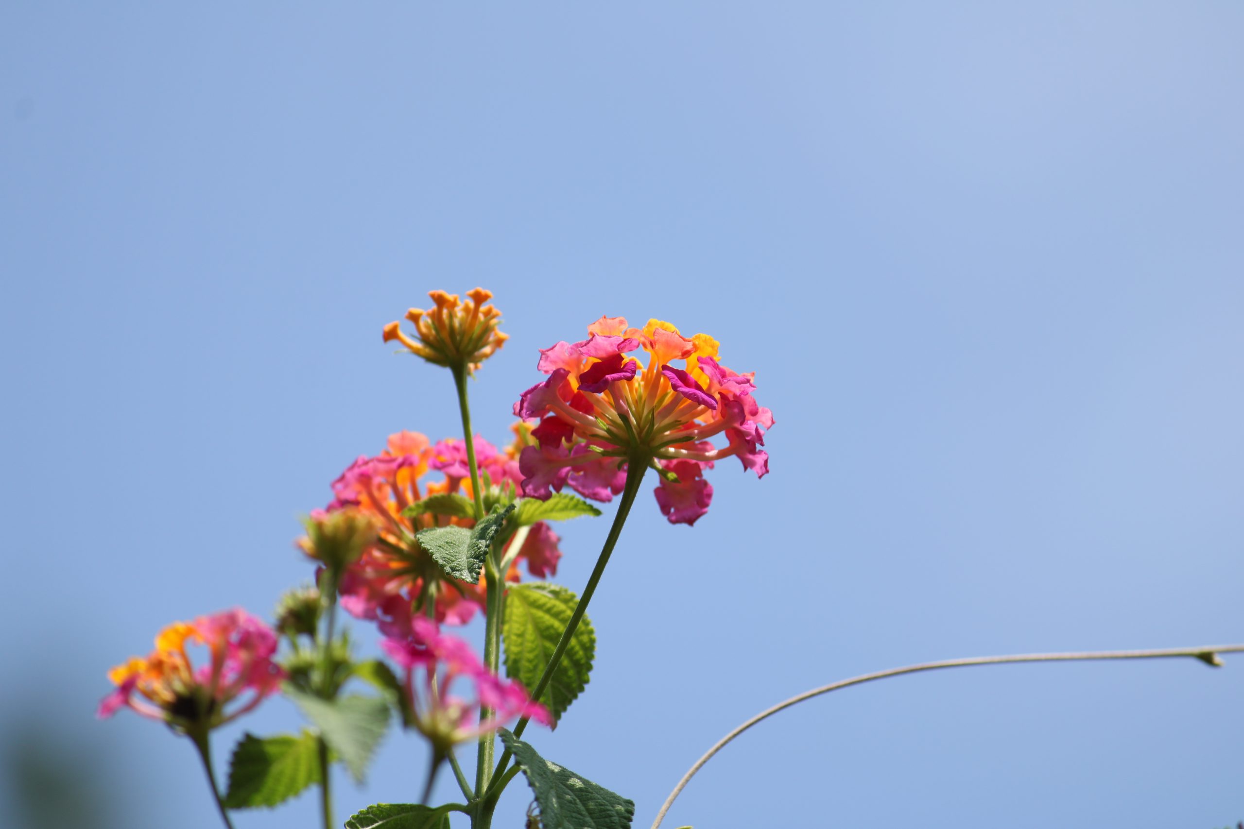 A flowering plant