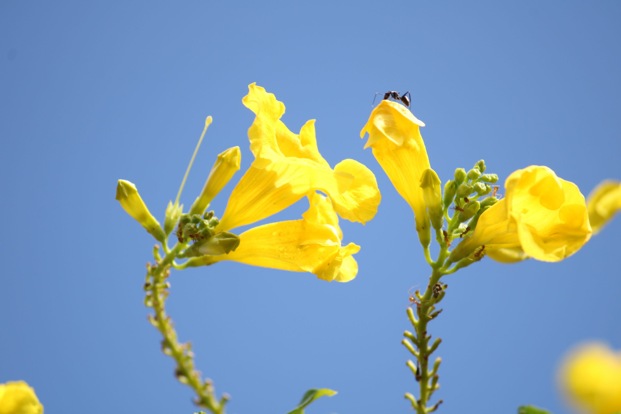 Yellow Flower