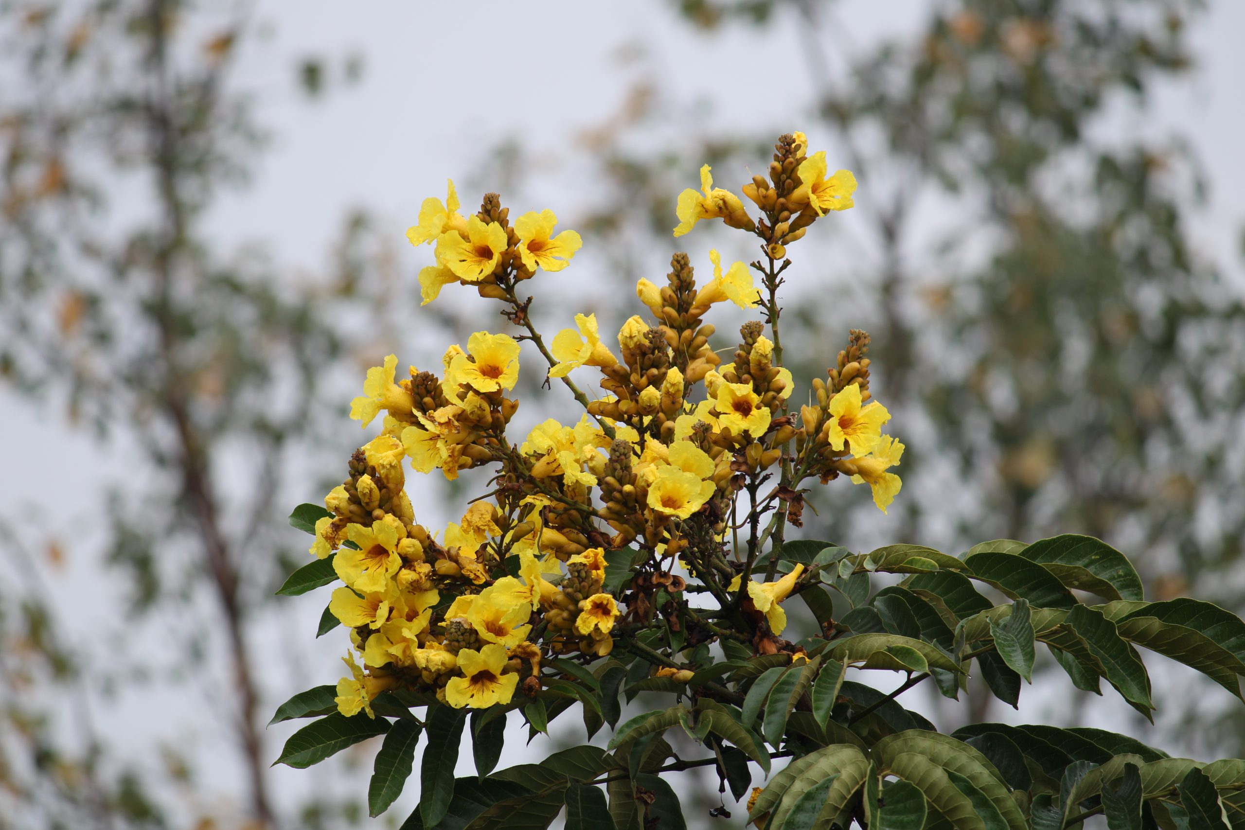 Flowering plant