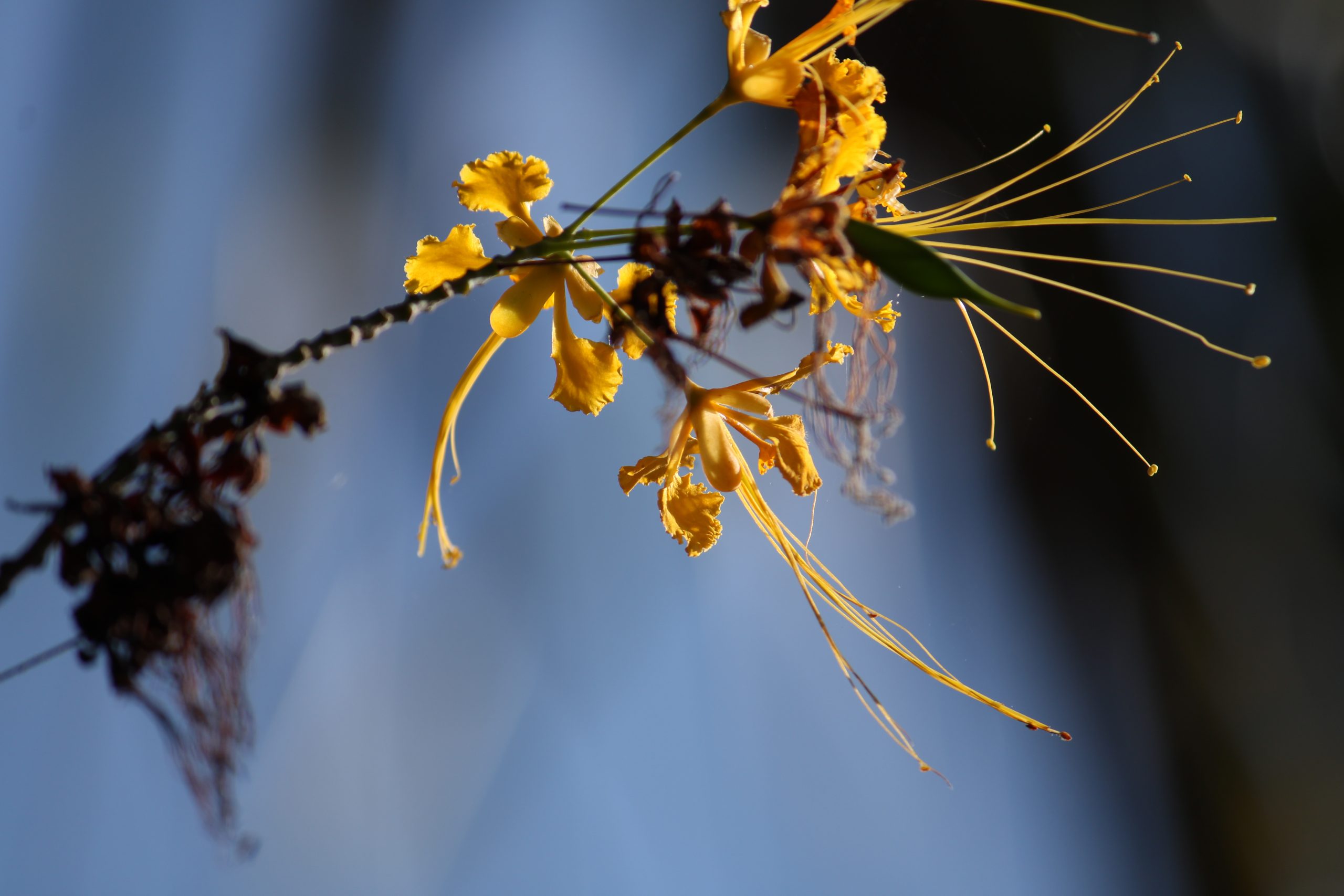 Flowering plant