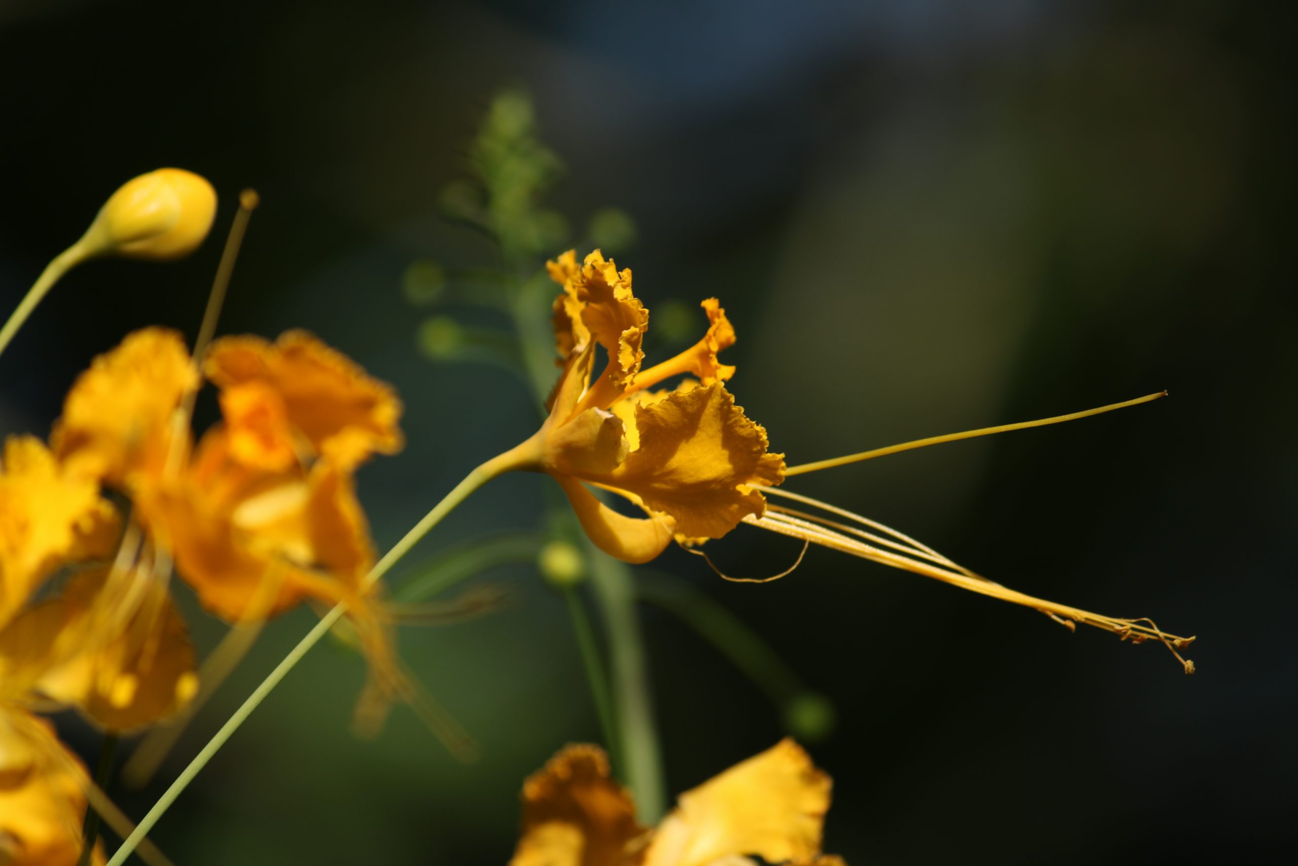 Flowering plant