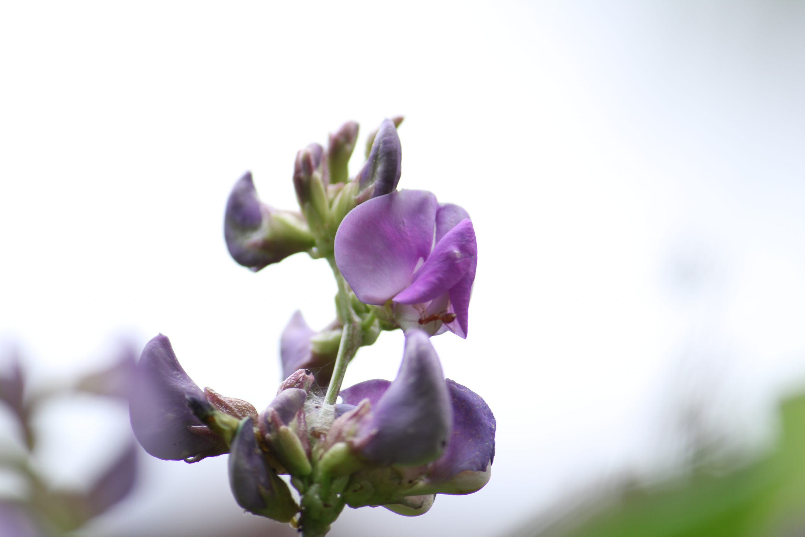 Blooming Violet Flower