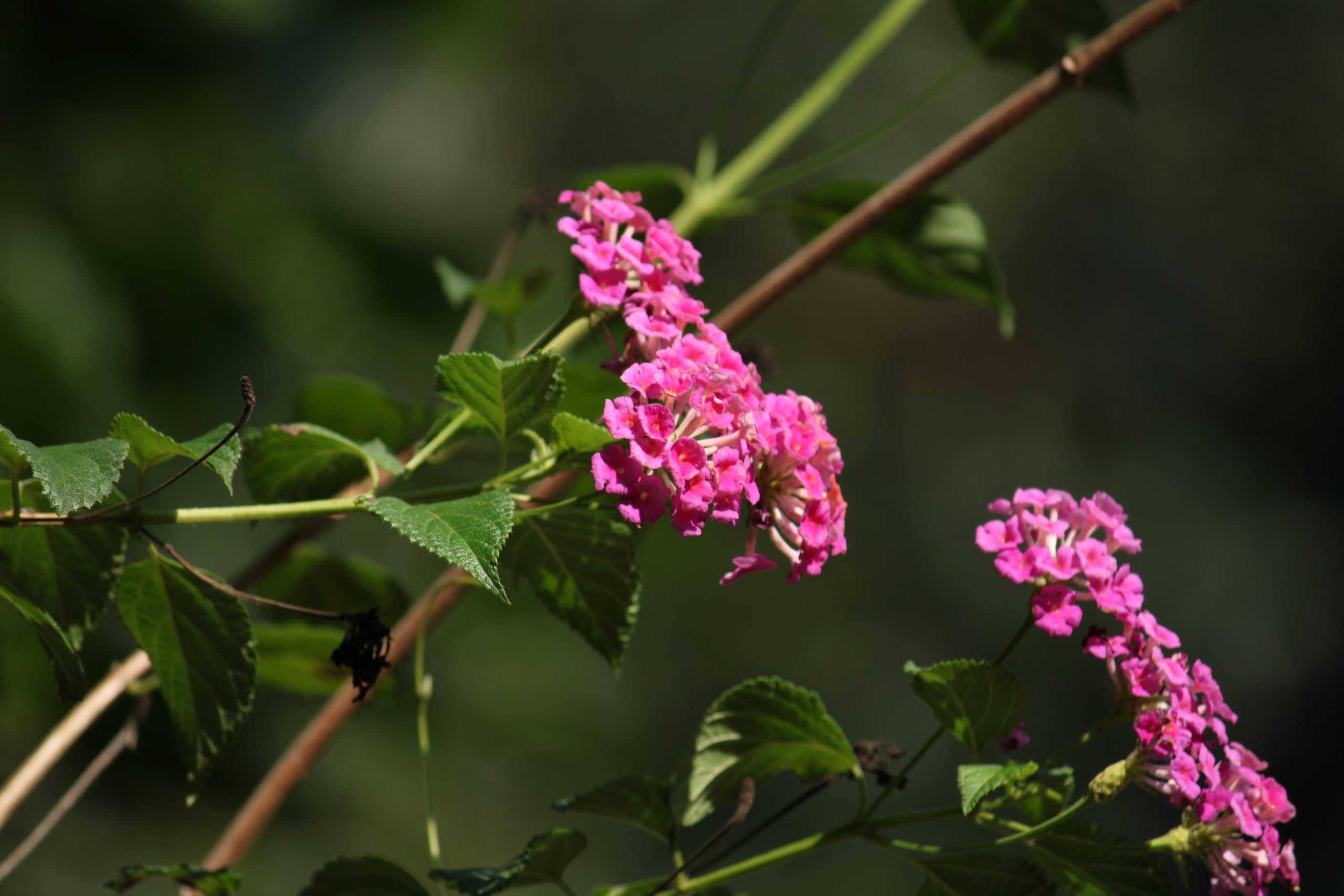 Blooming Pink Flowers