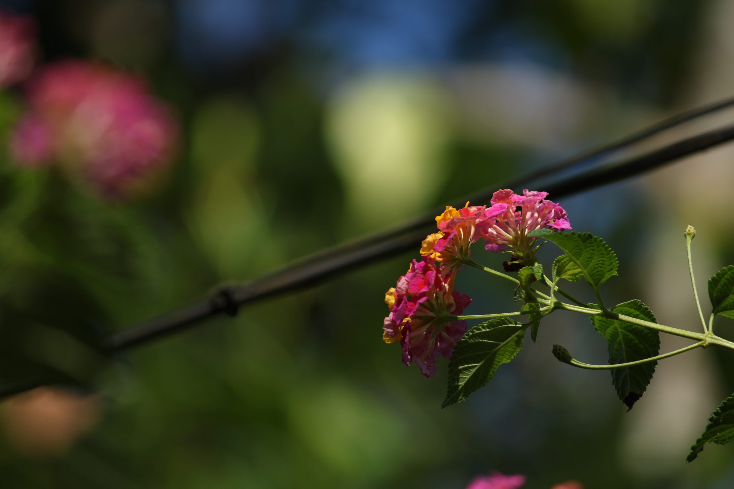 A flowering plant