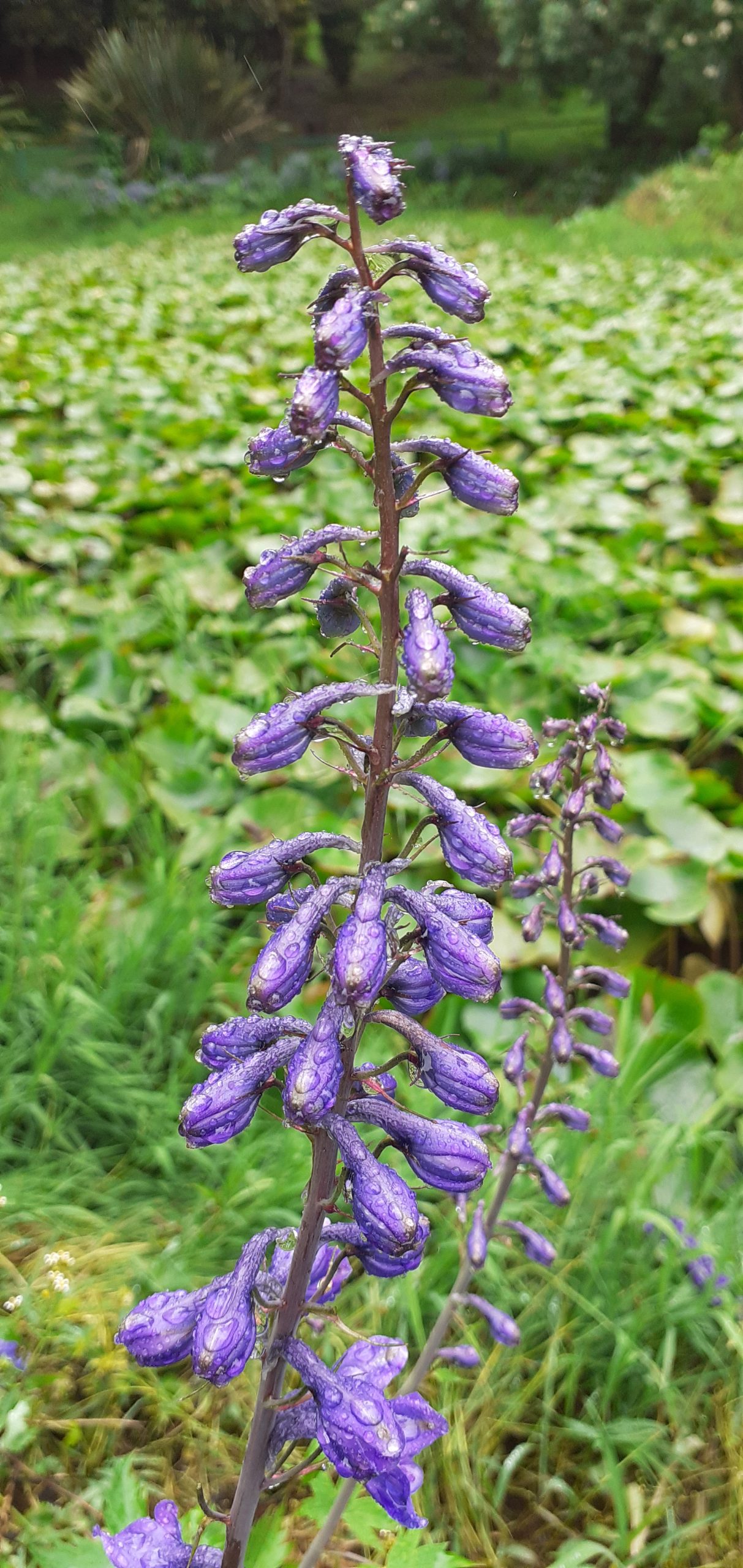 Flowering plant