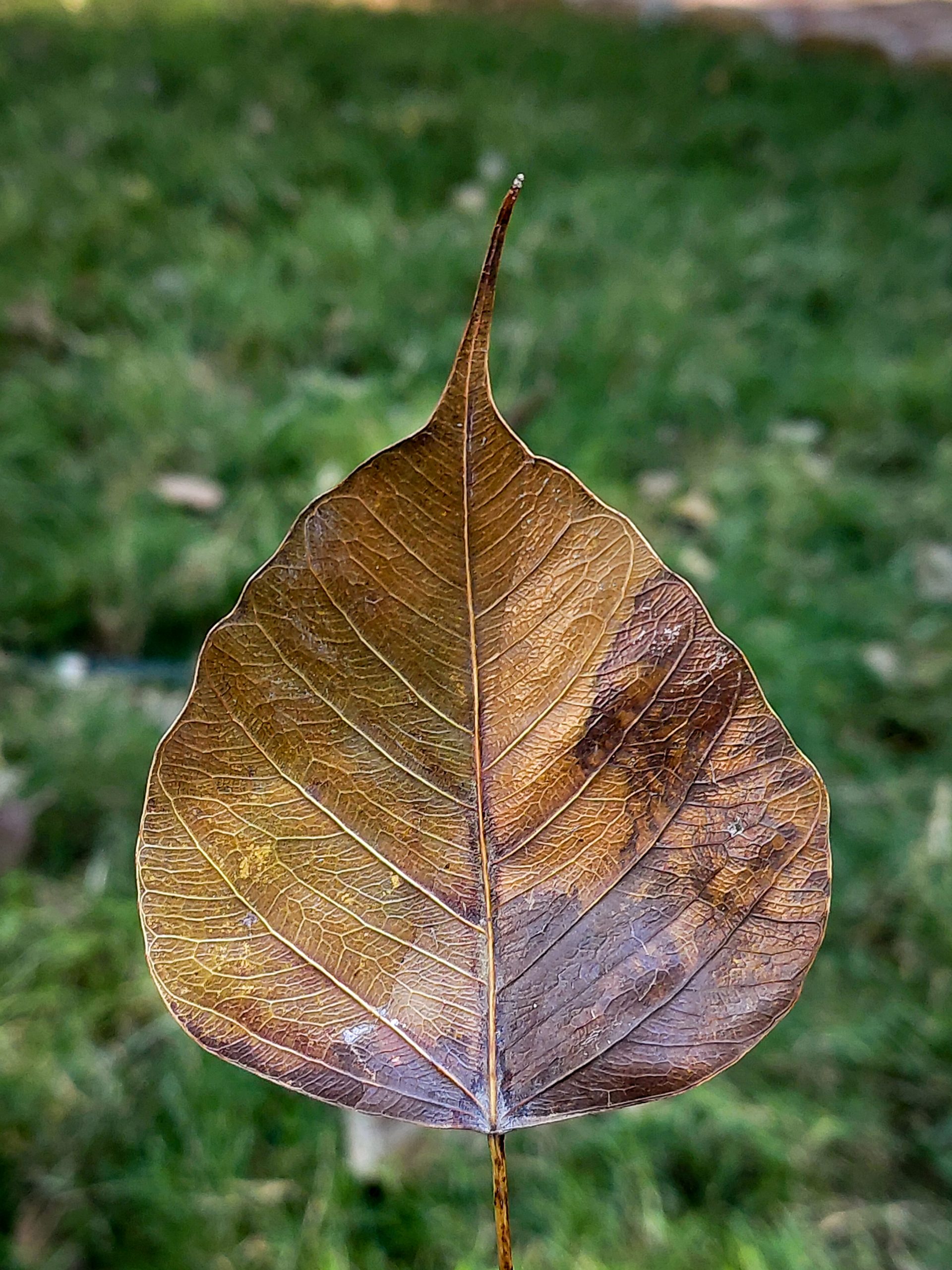 Dry leaf