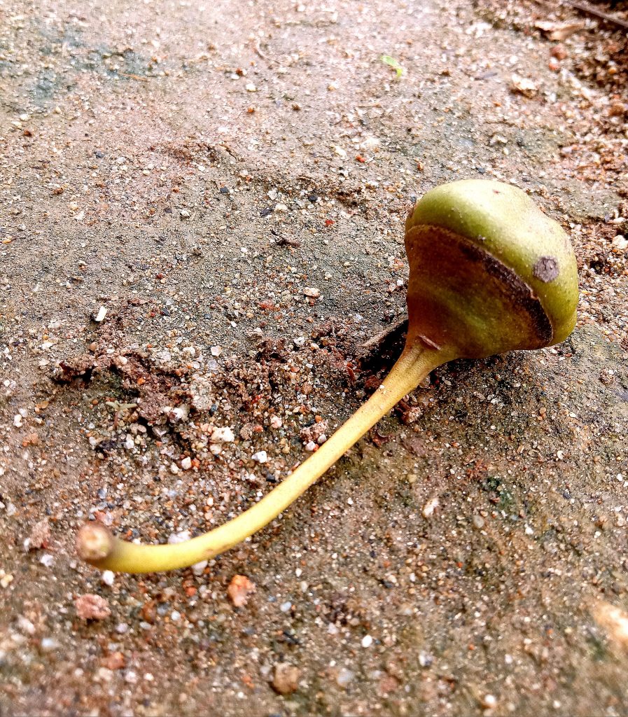 Fallen fruit of a plant - PixaHive