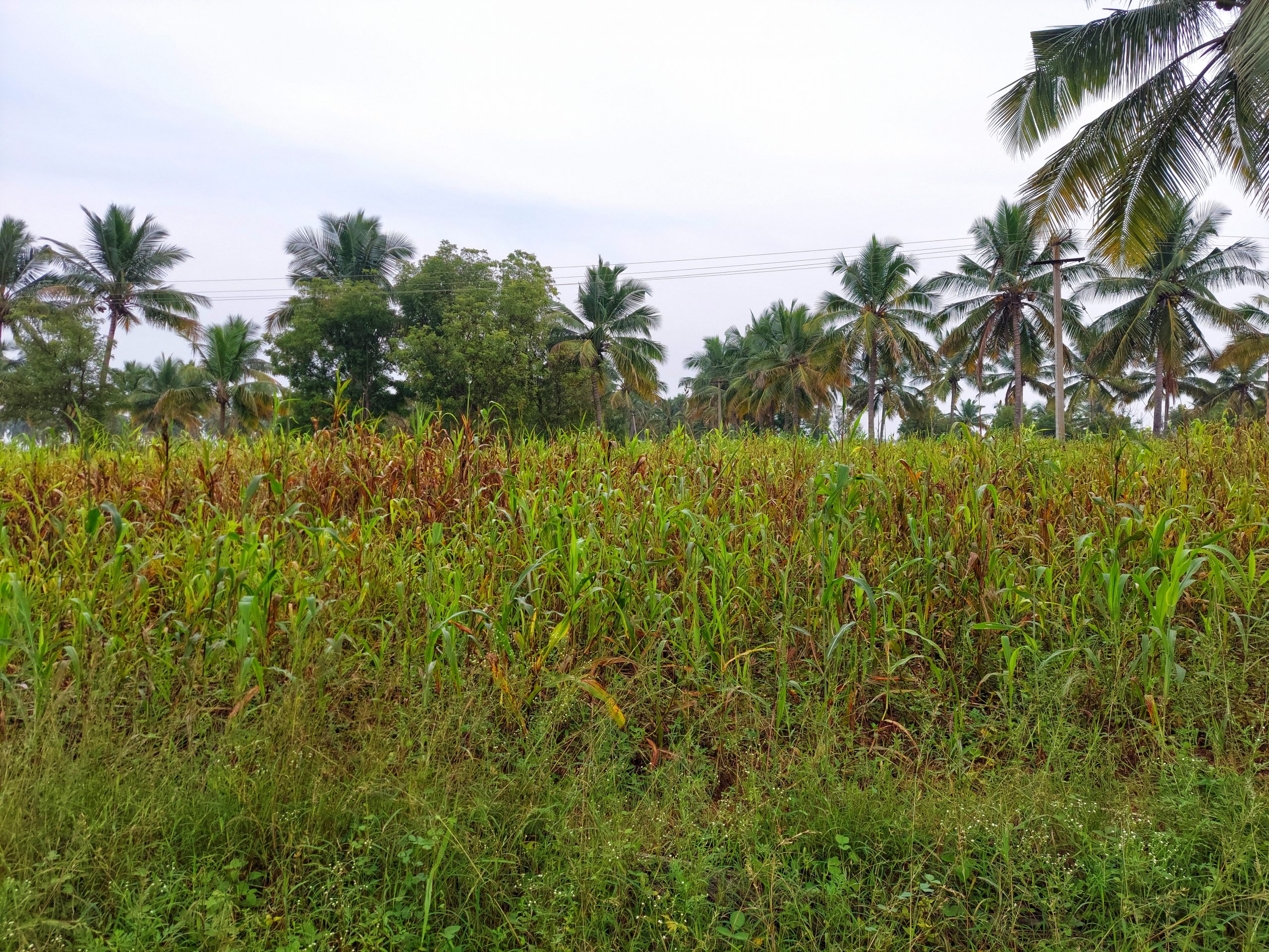 Agriculture field