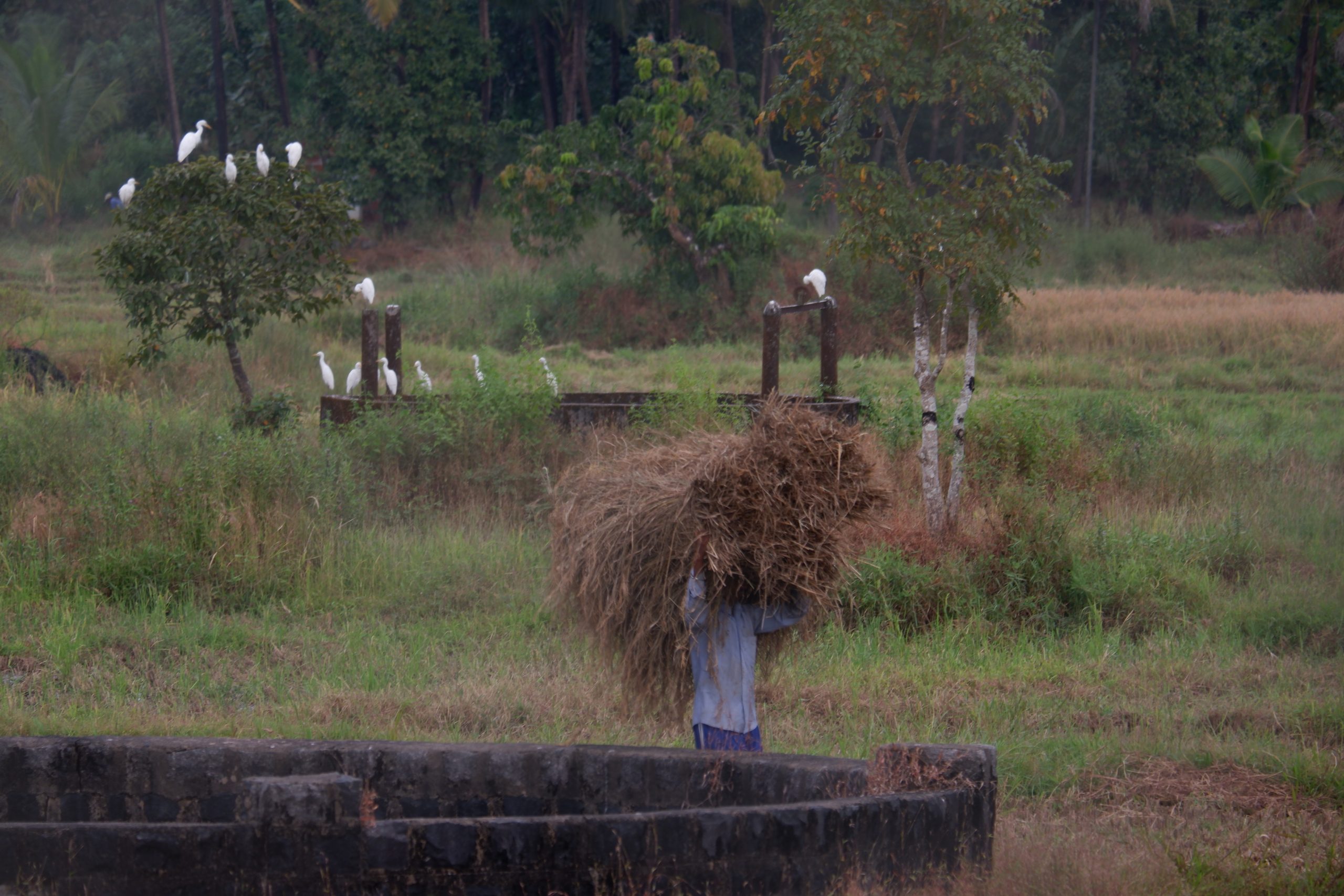 A farmer carrying fodder