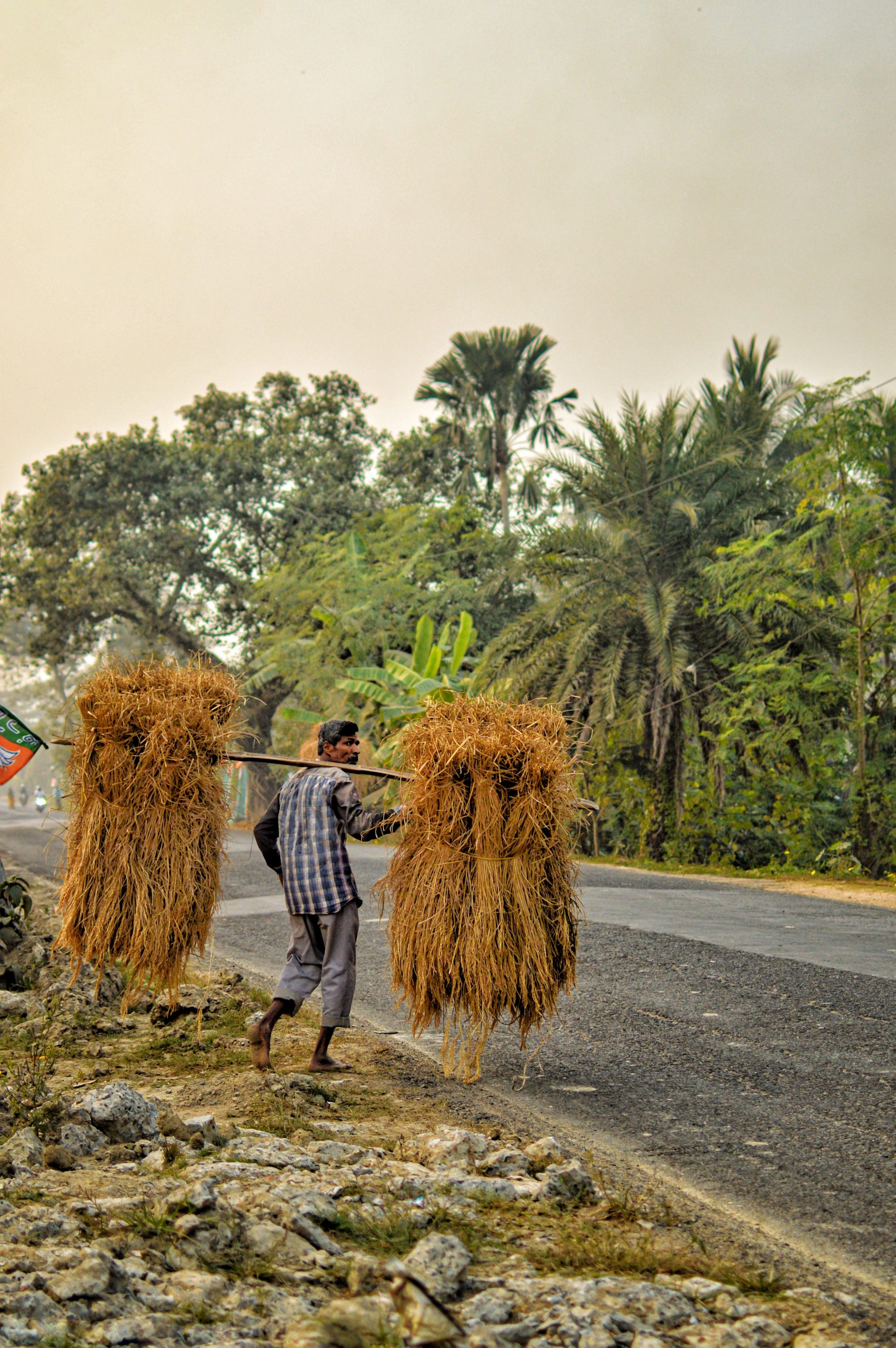 A farmer carrying dry crops on his shoulder