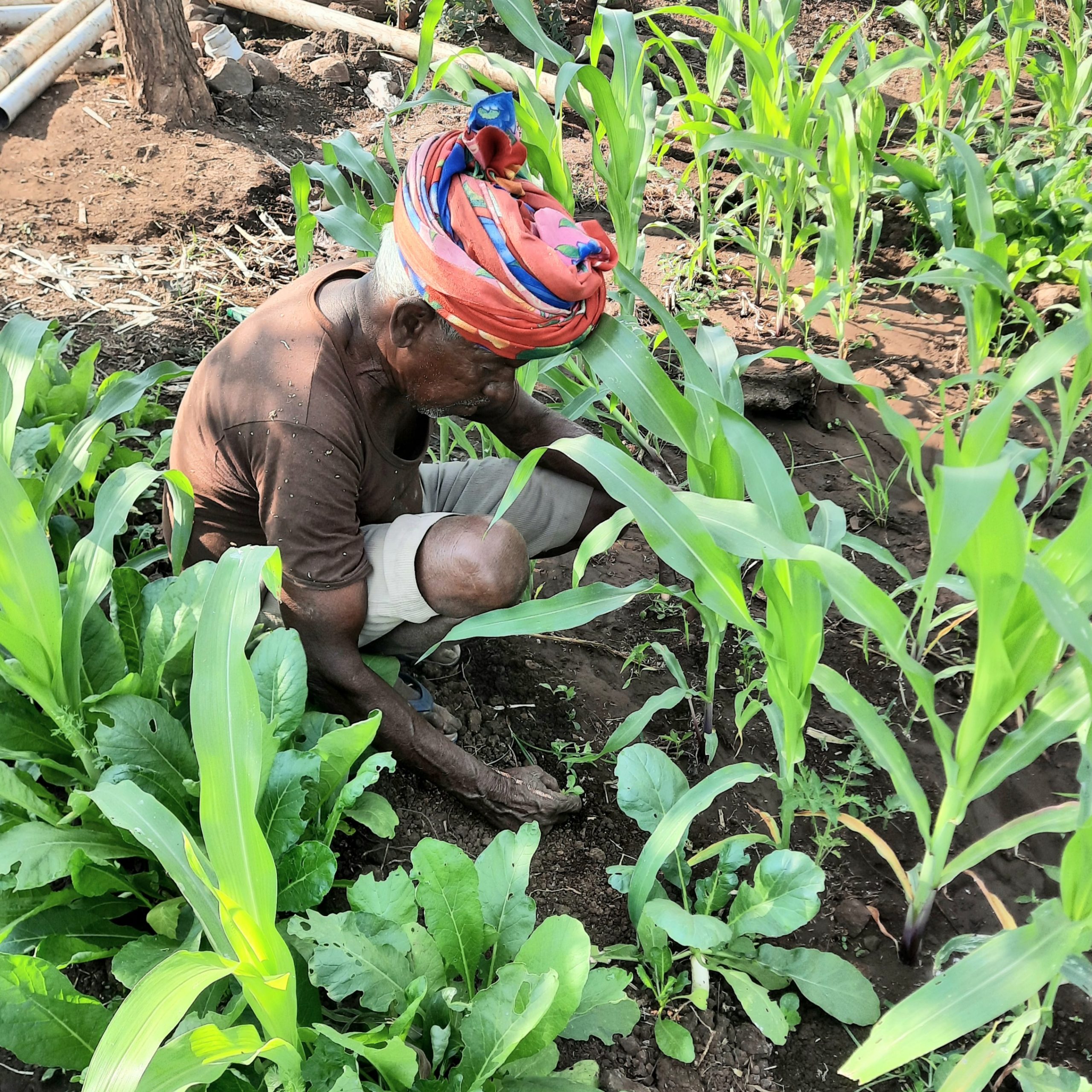 Farmer in the field