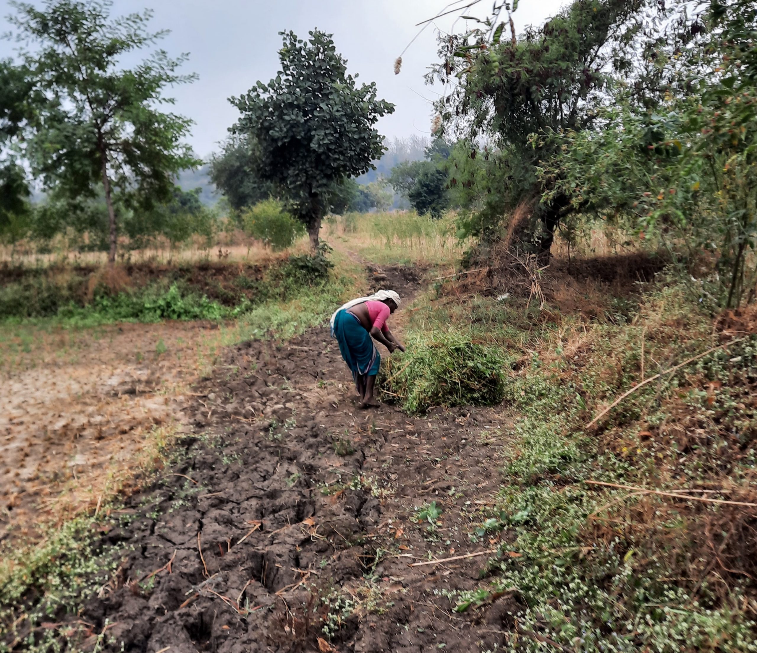 Farmer in the field