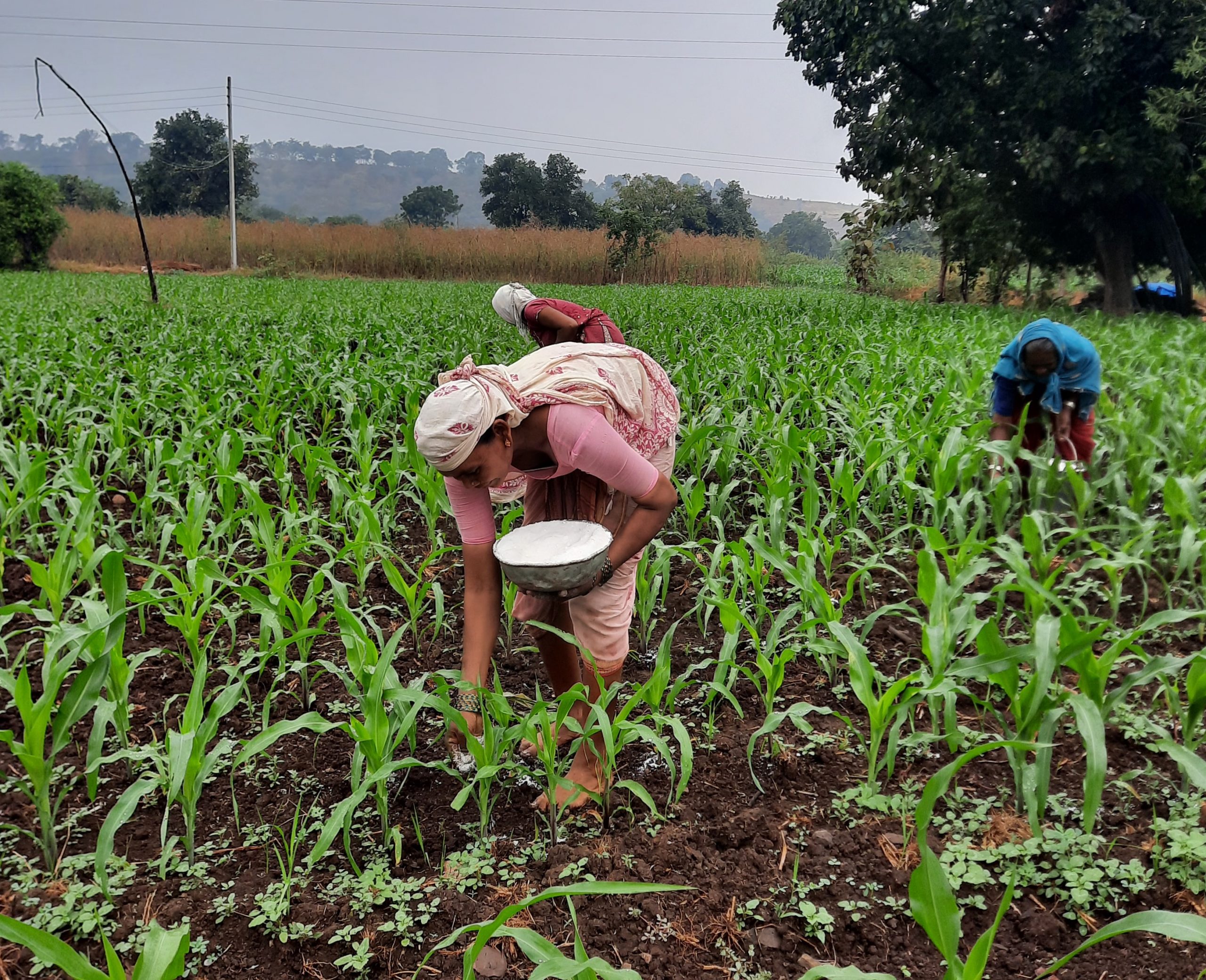 Farmers in the field