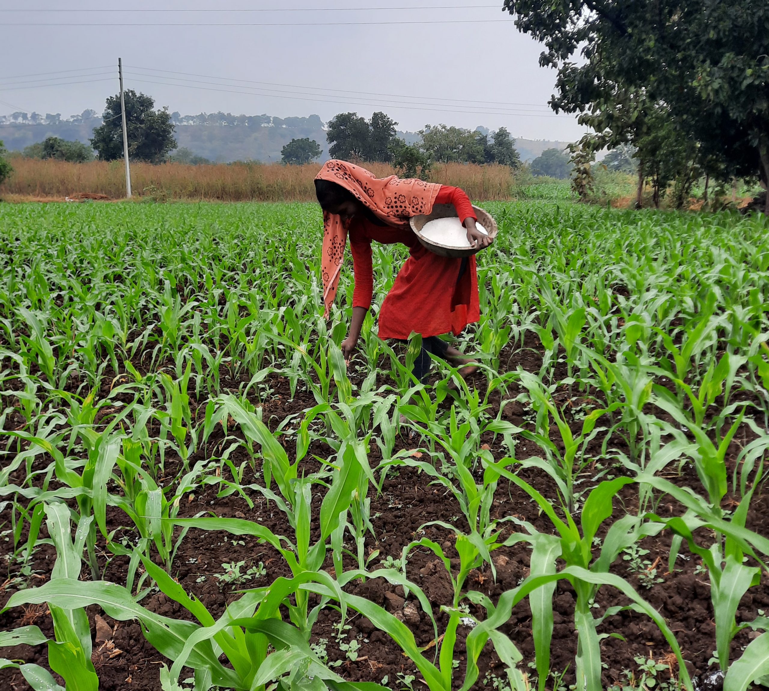 farmer working in the field