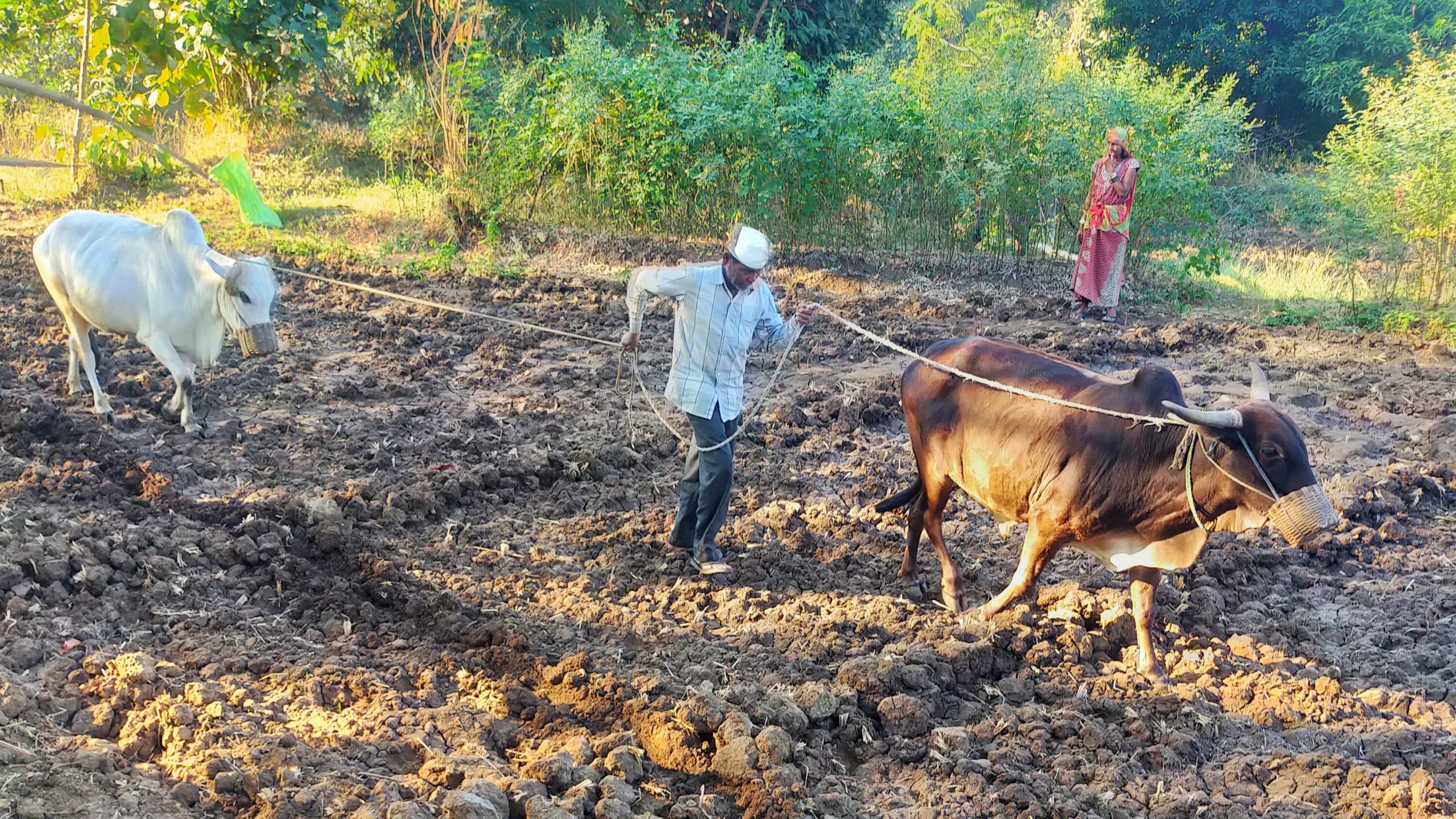 Farmer Working in Field