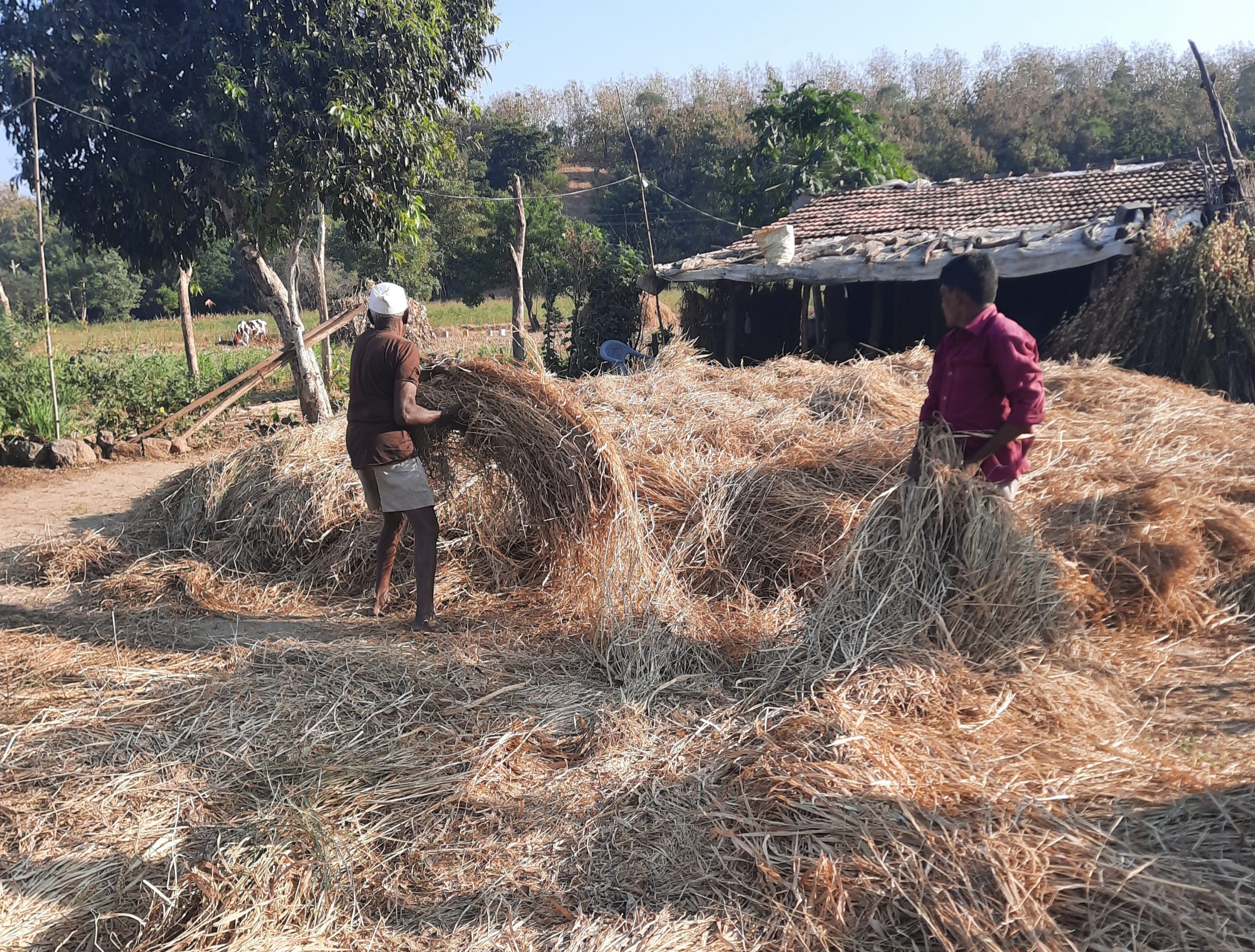 Farmers collecting grass