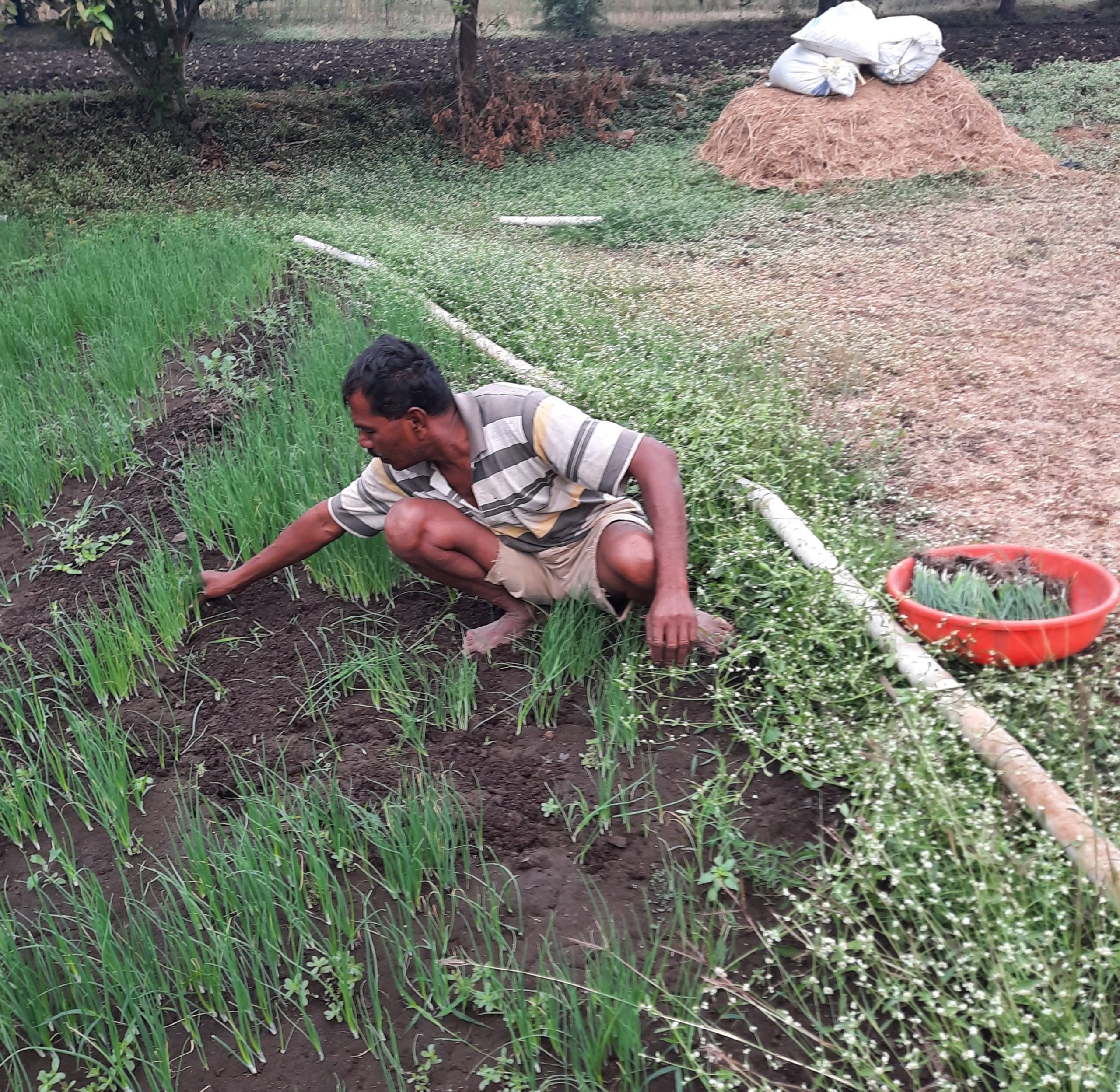 farmer working in the field