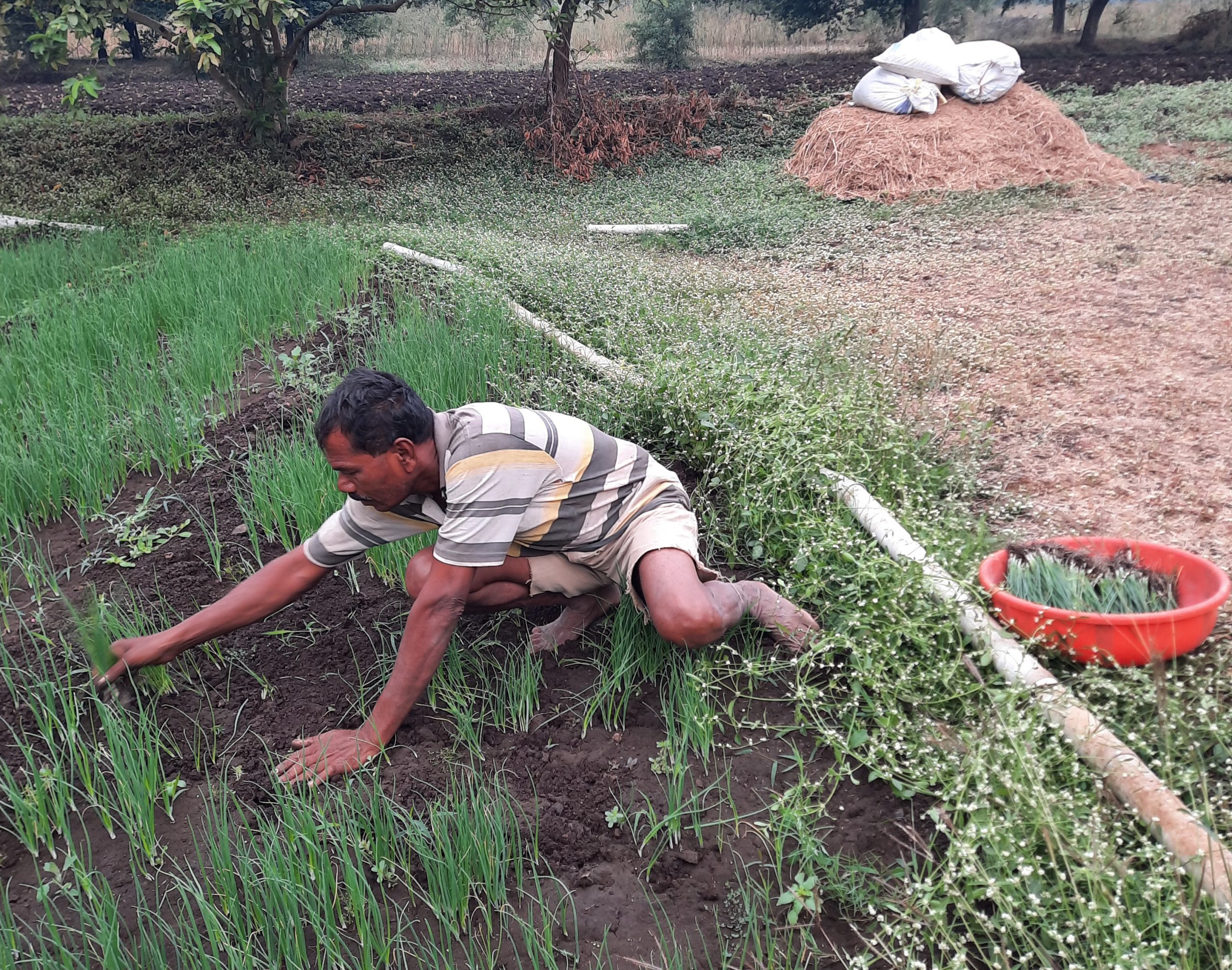 farmer working in the field