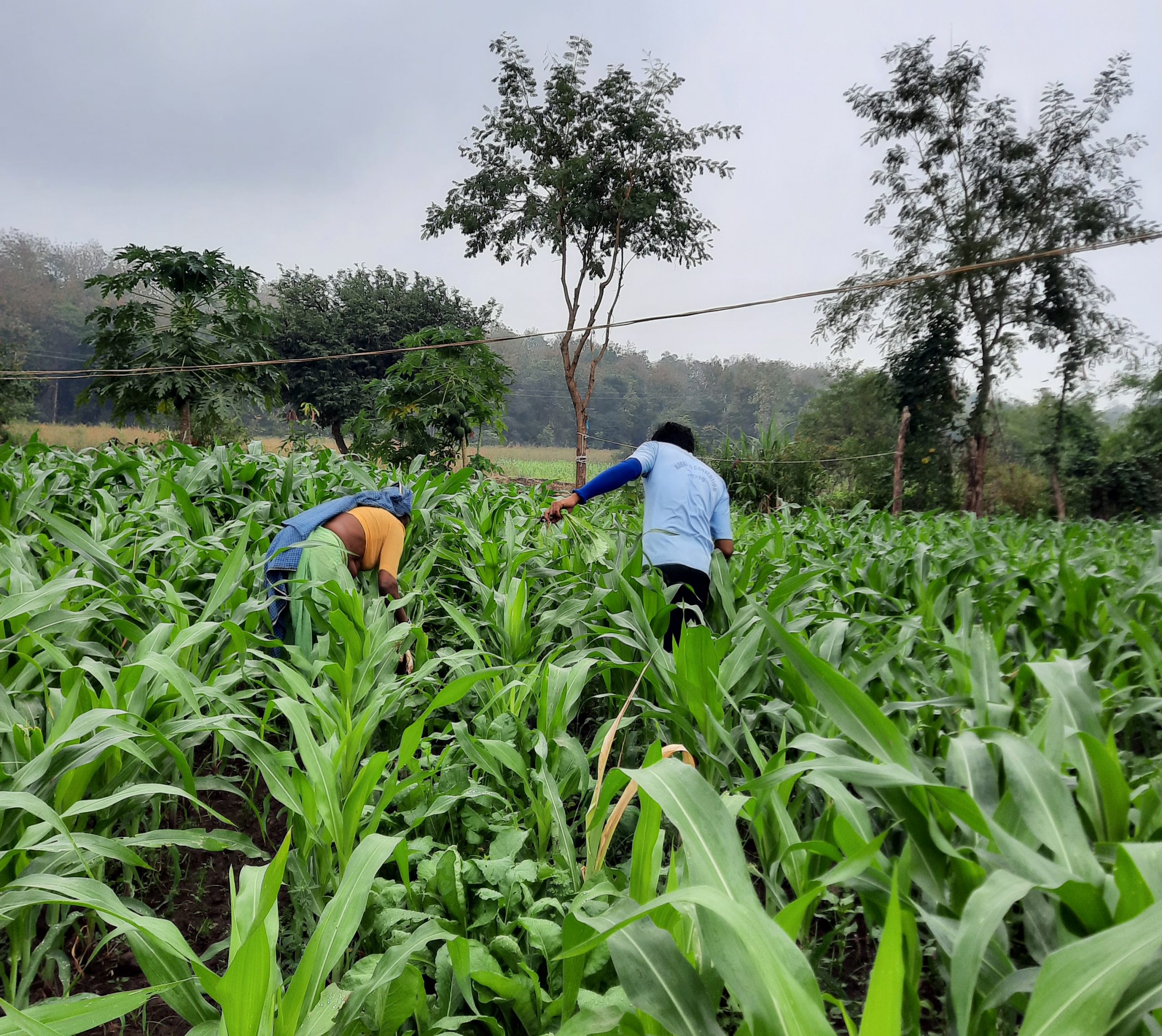 Farmers in the field