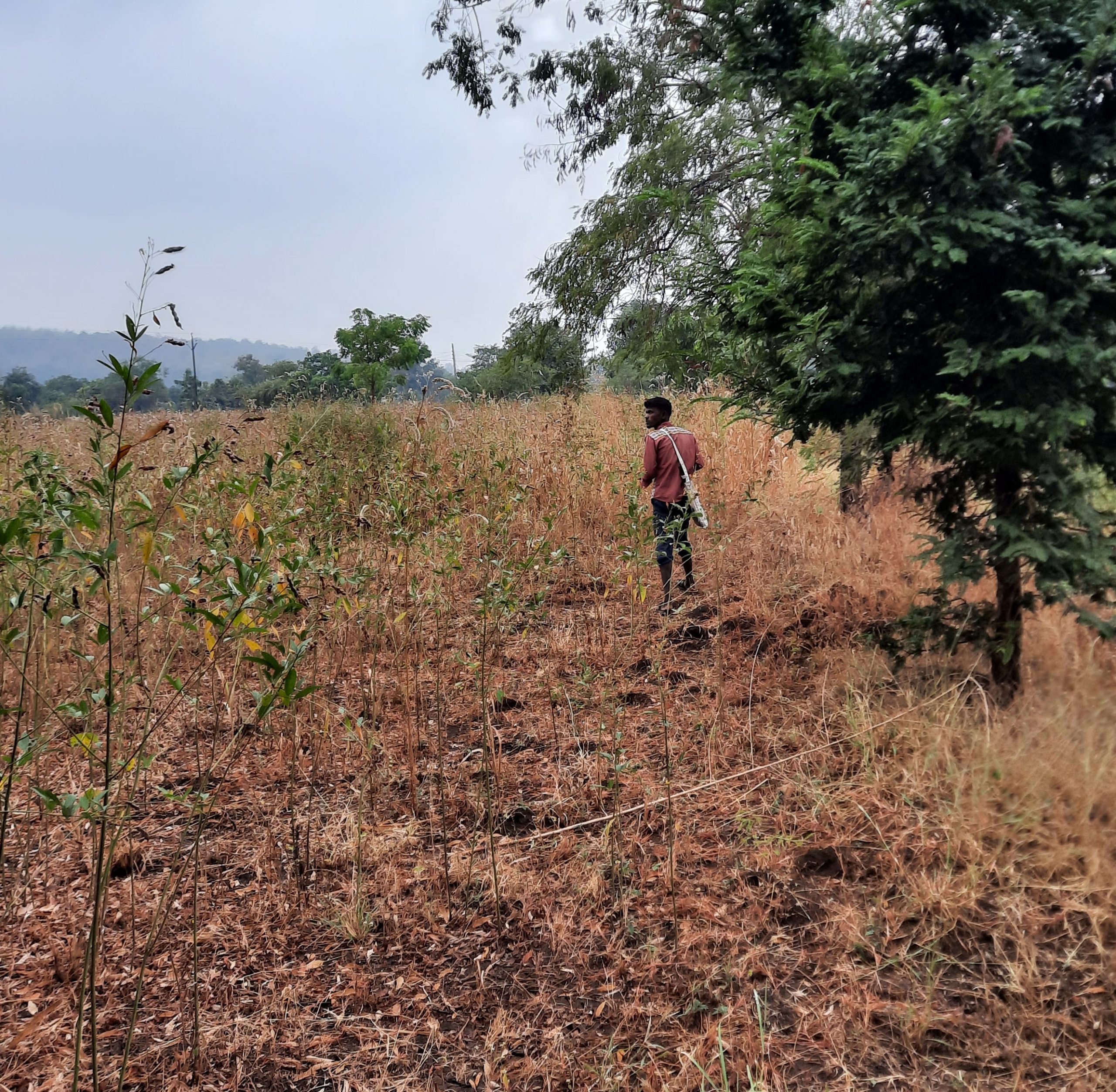 A man in field